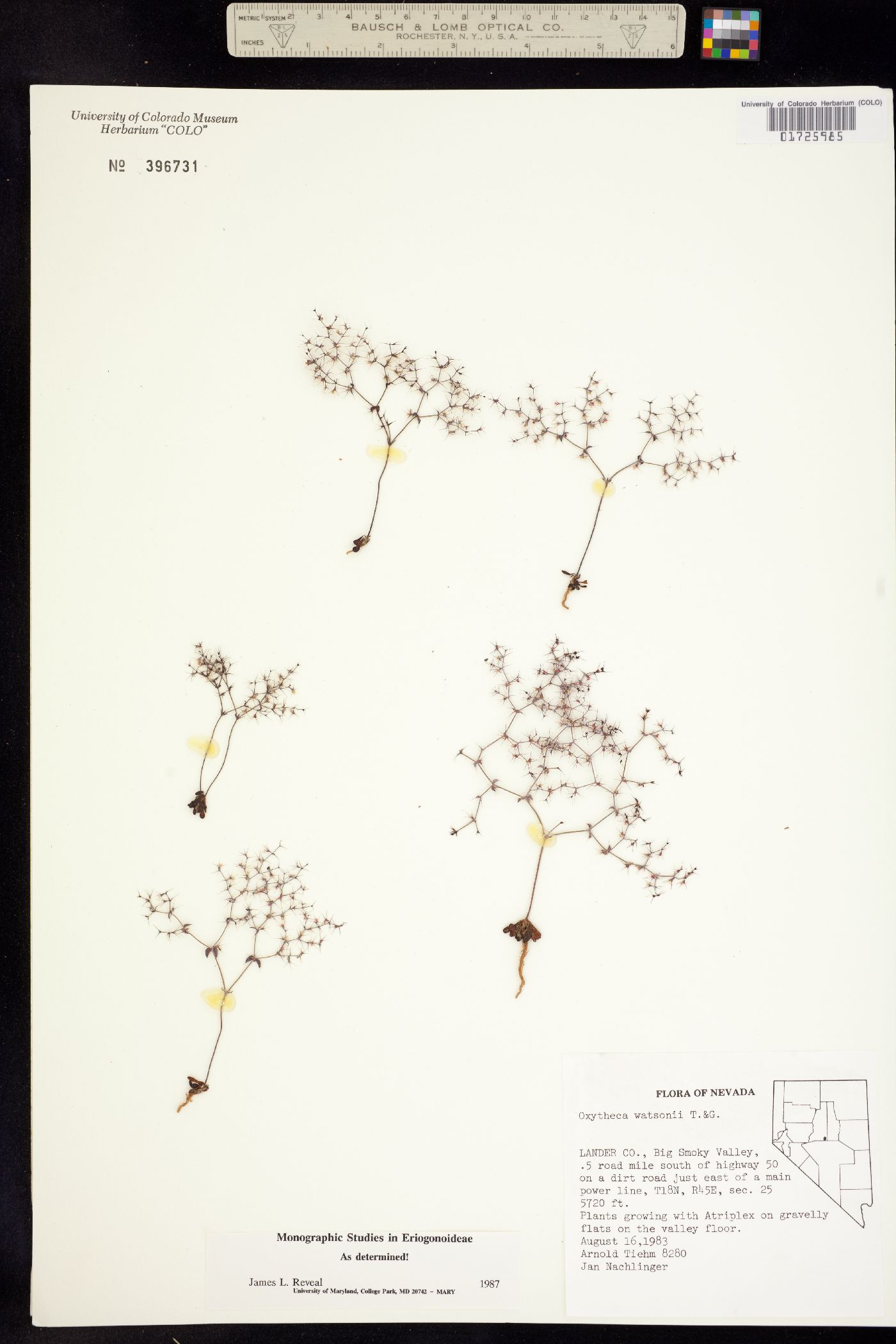 Oxytheca watsonii image