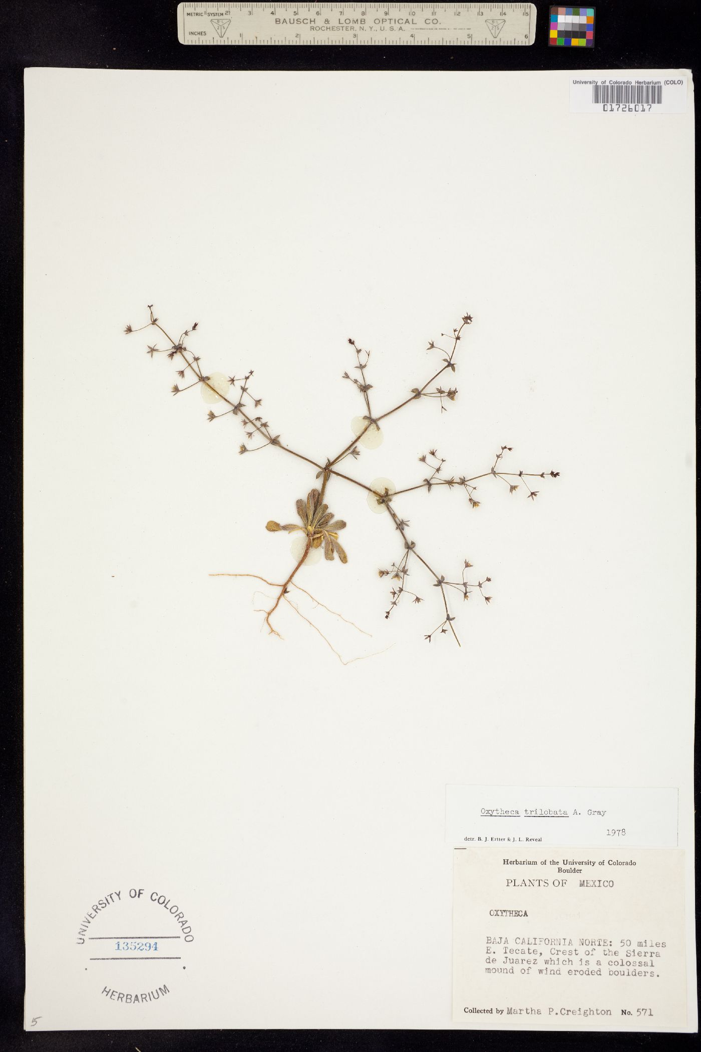 Sidotheca image