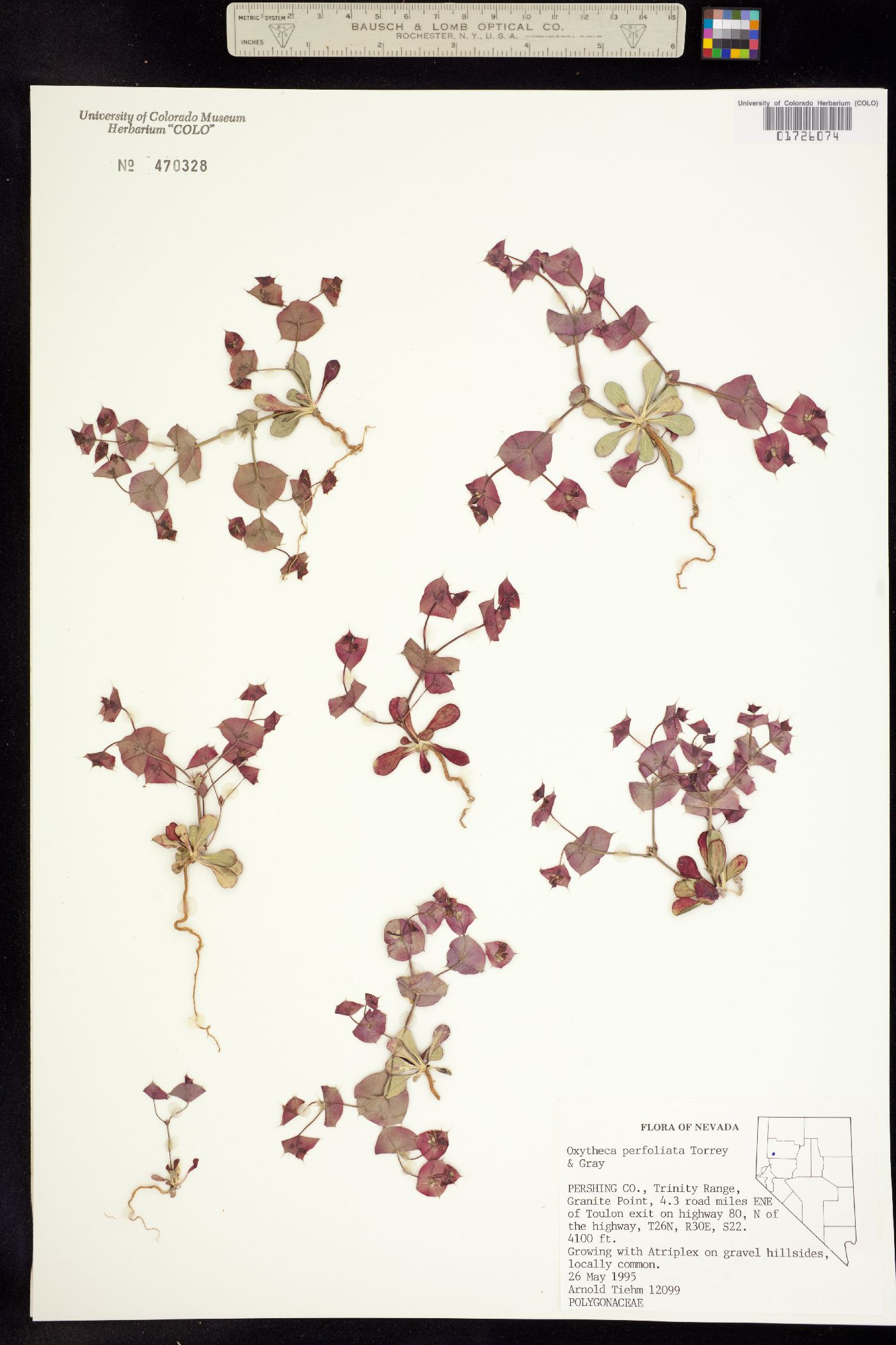 Oxytheca perfoliata image