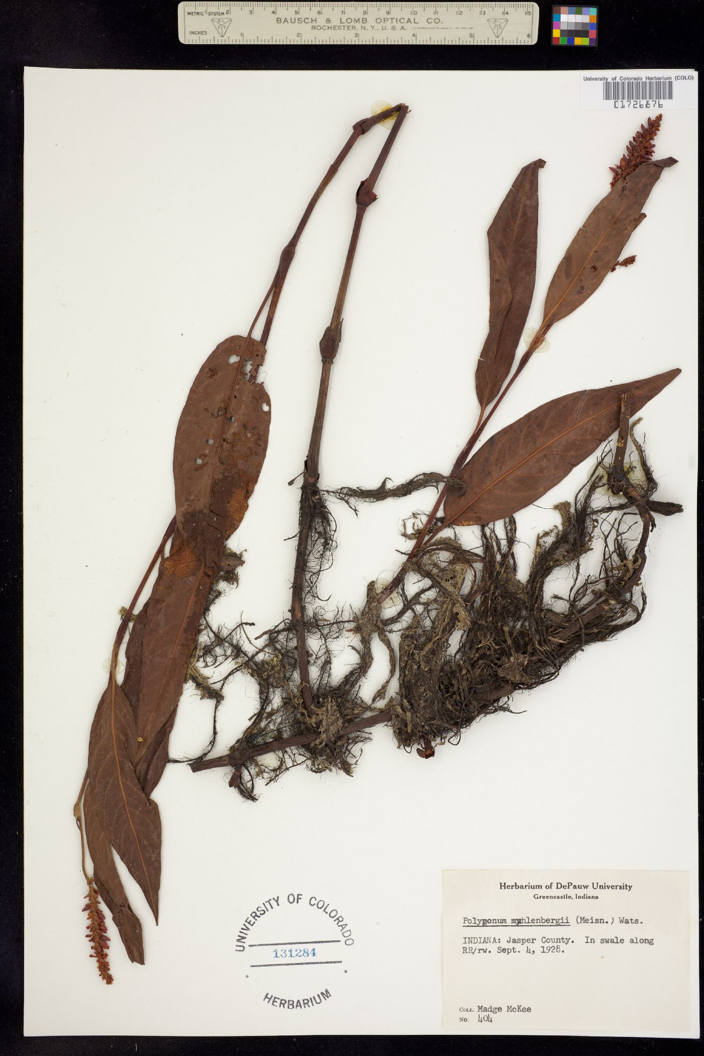Persicaria amphibia image