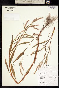 Persicaria lapathifolia image