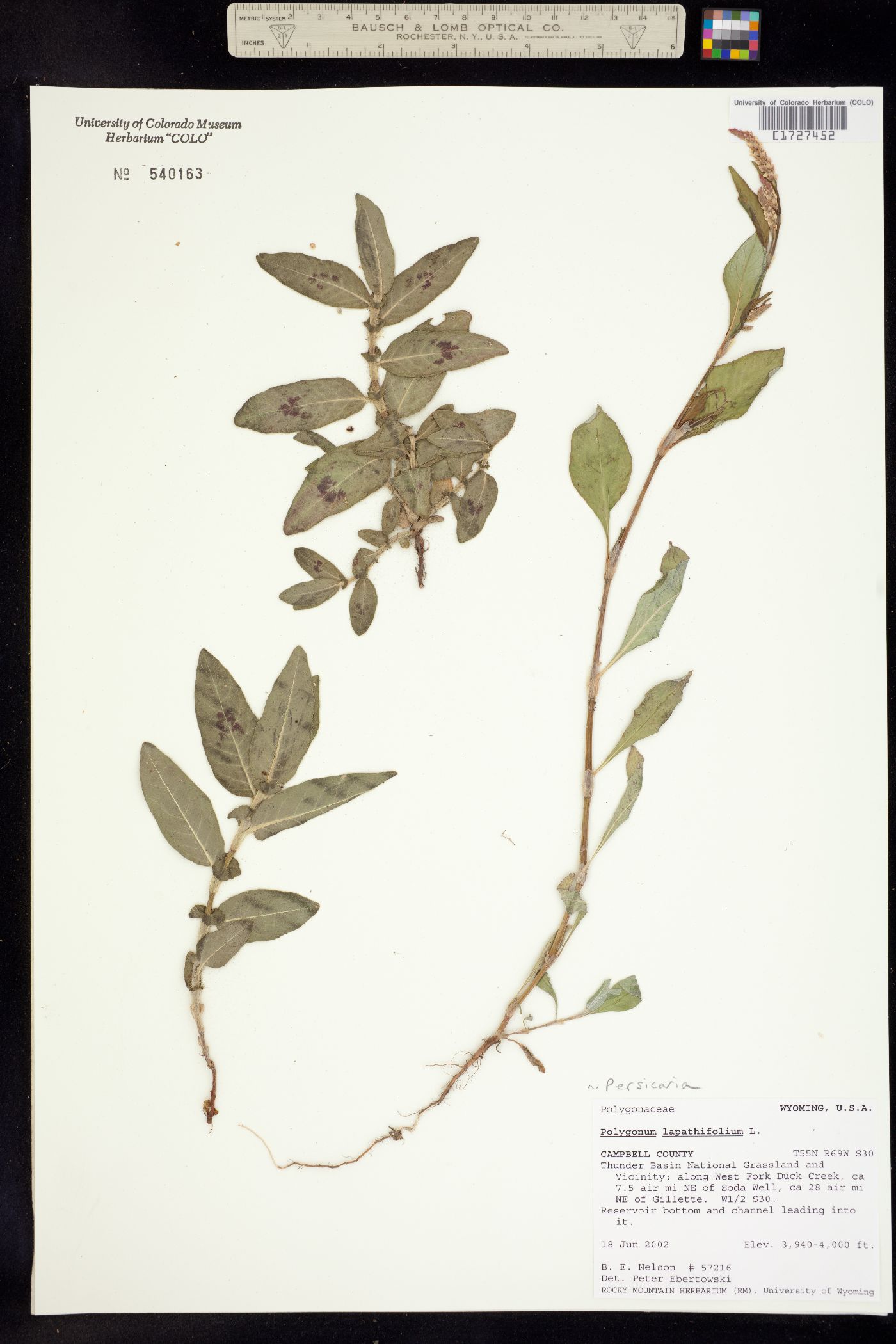 Persicaria lapathifolia image