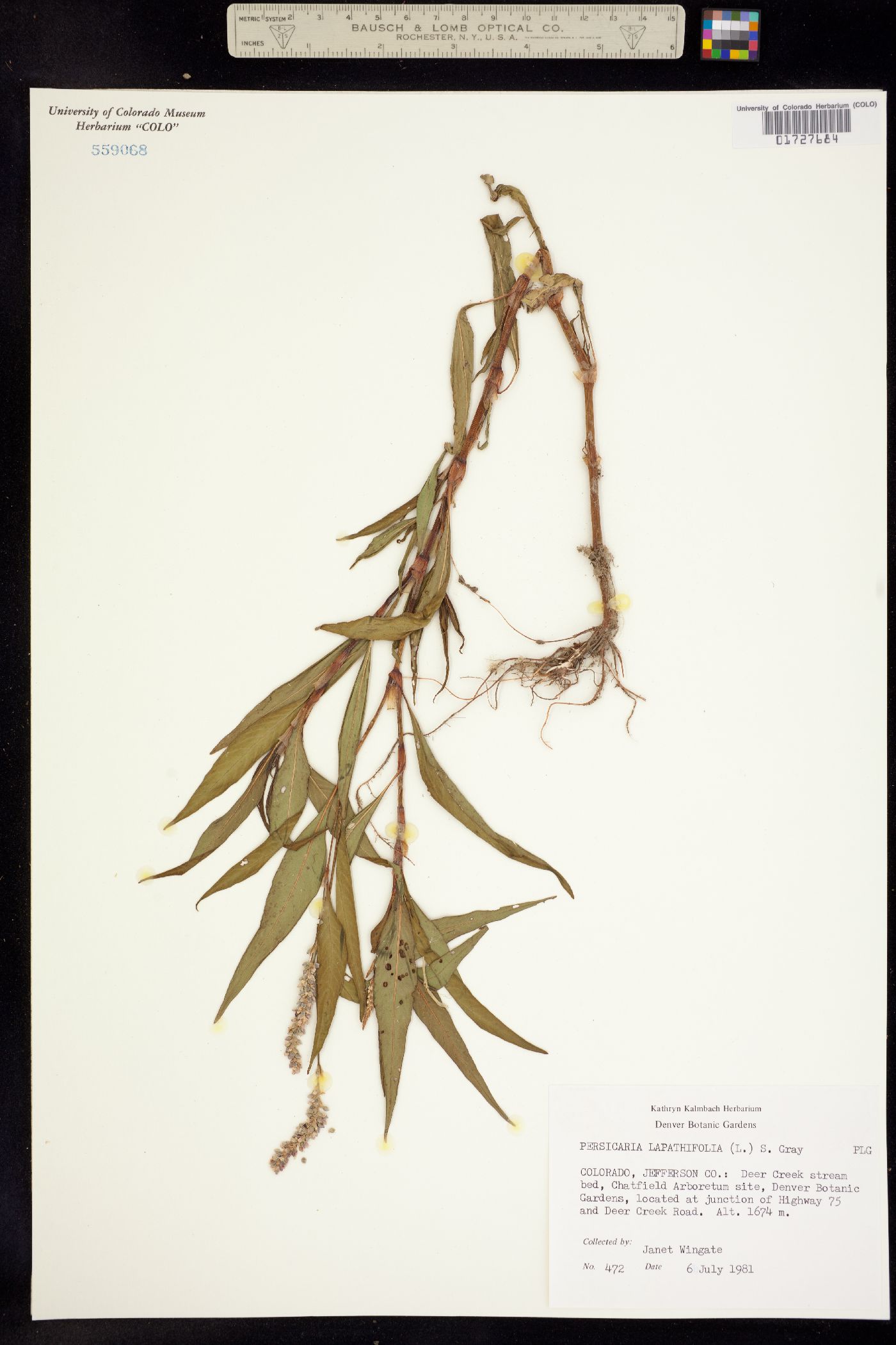 Persicaria image