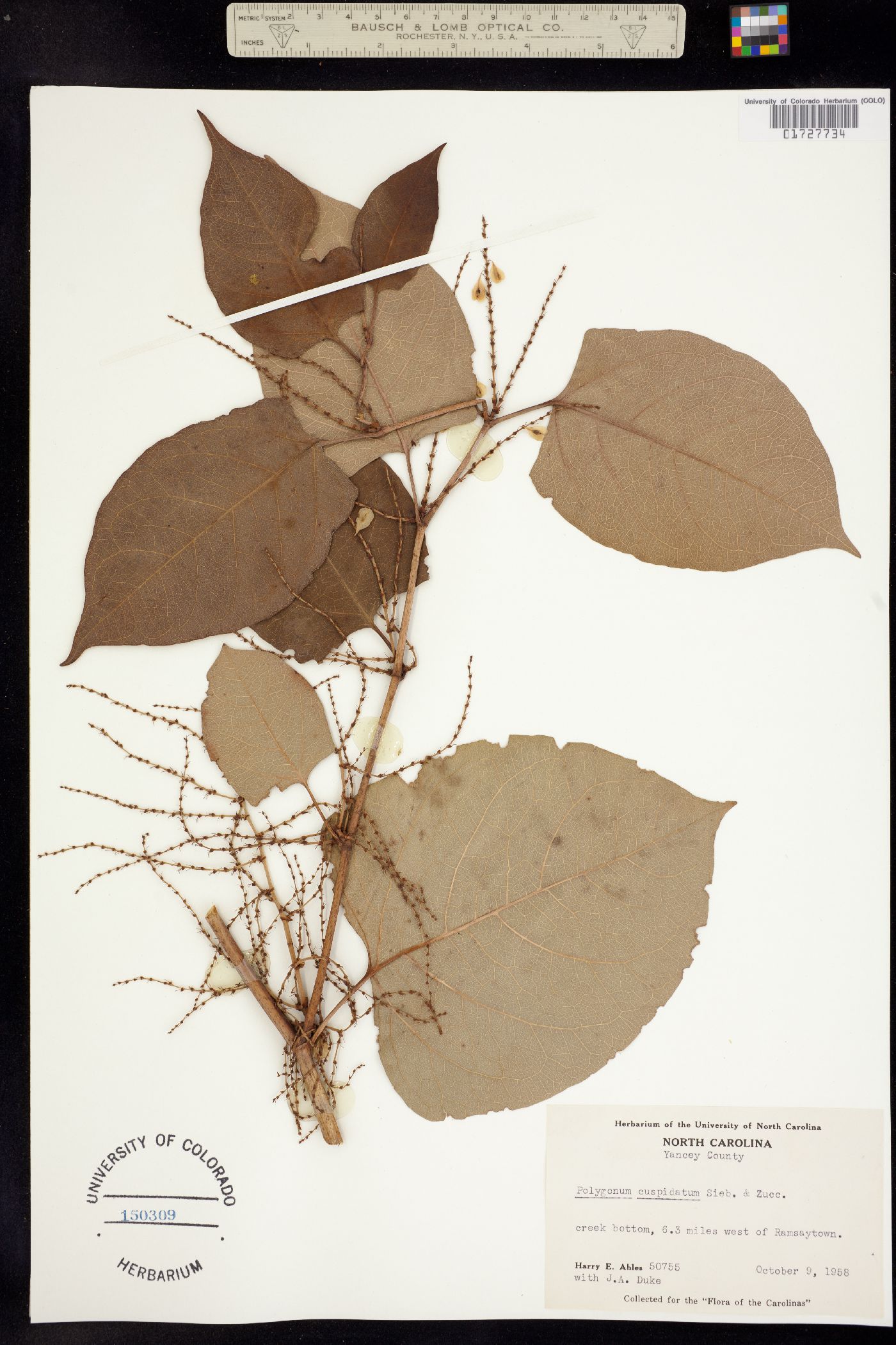 Fallopia japonica var. japonica image