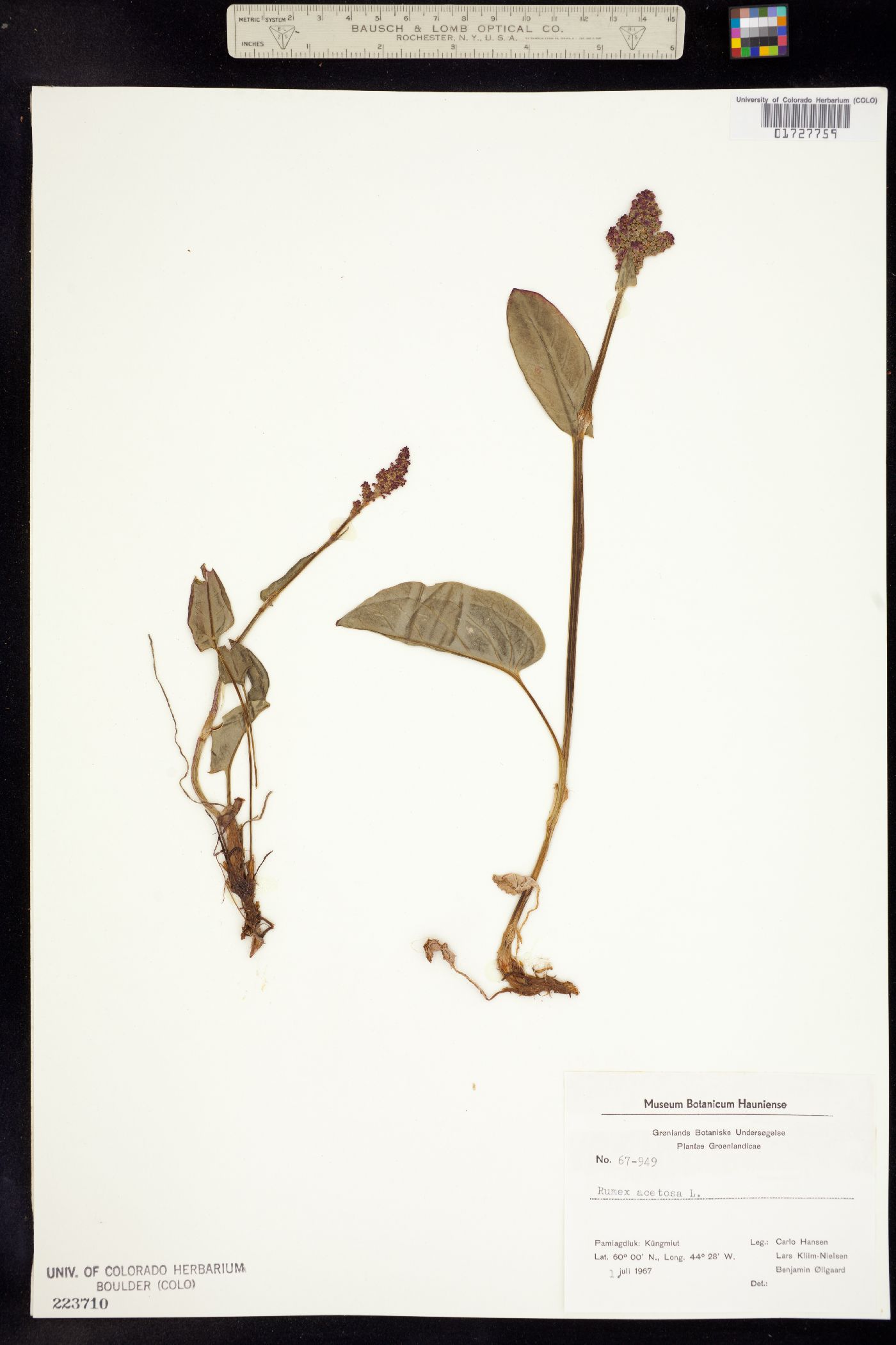 Rumex acetosa image