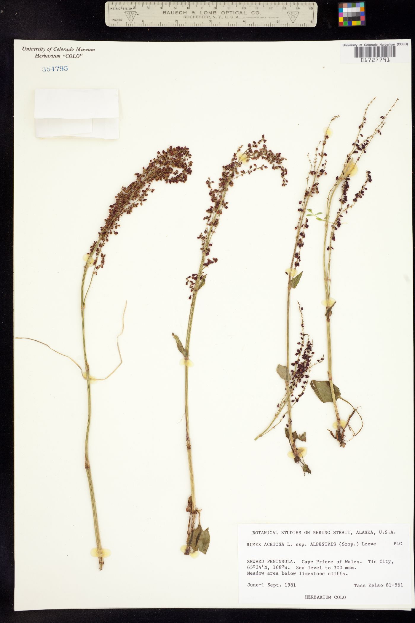 Rumex acetosa image