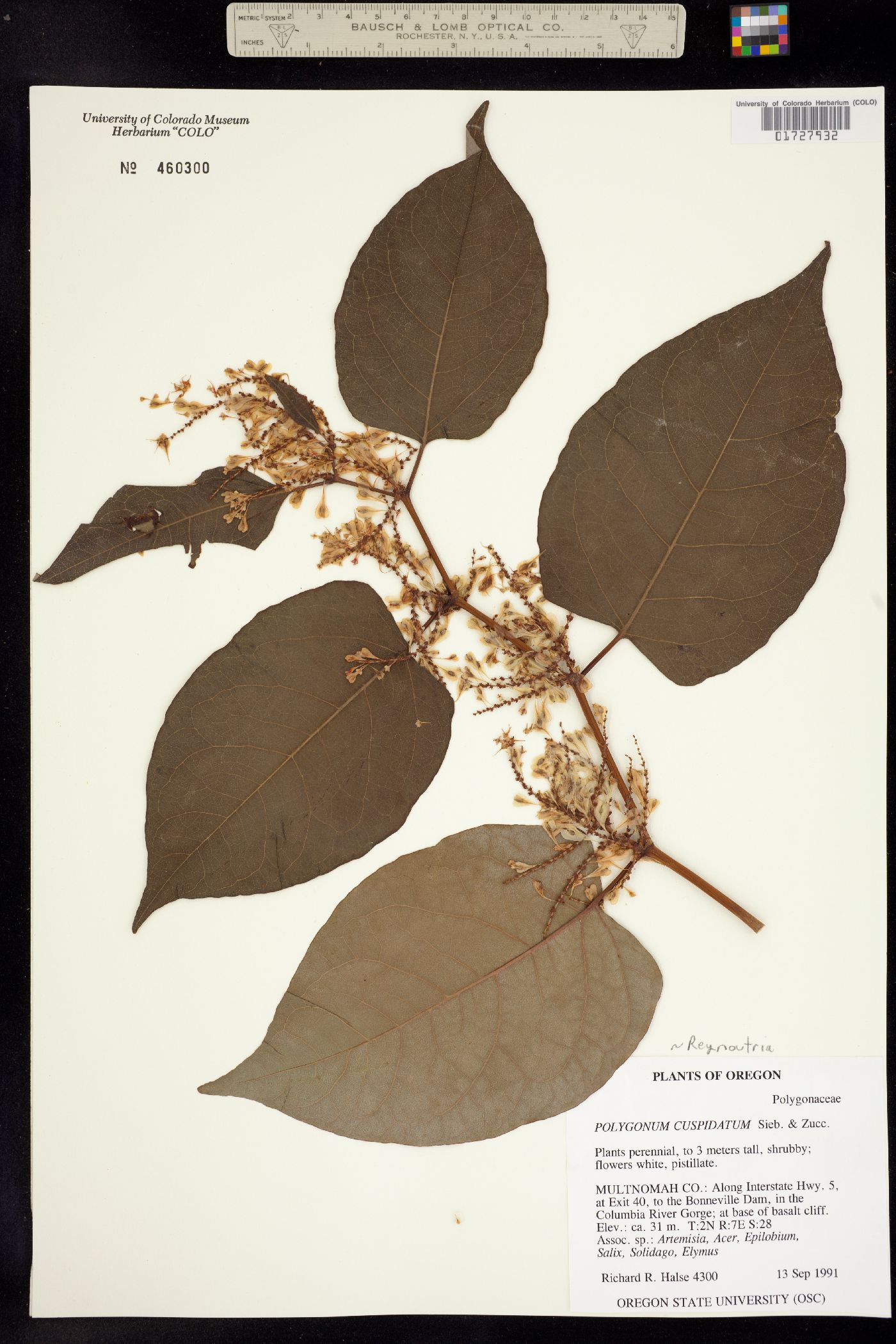Fallopia japonica var. japonica image