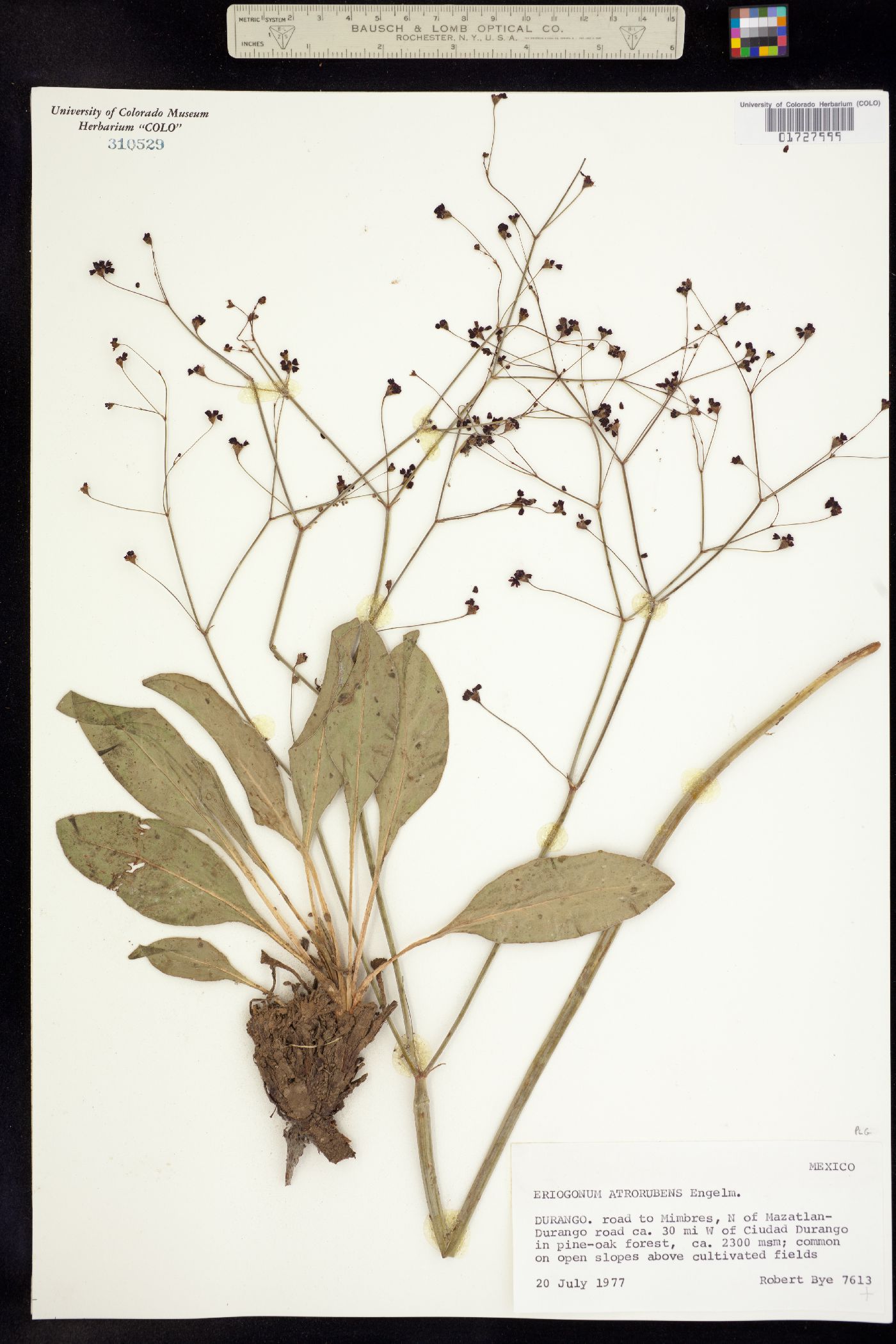 Eriogonum atrorubens image