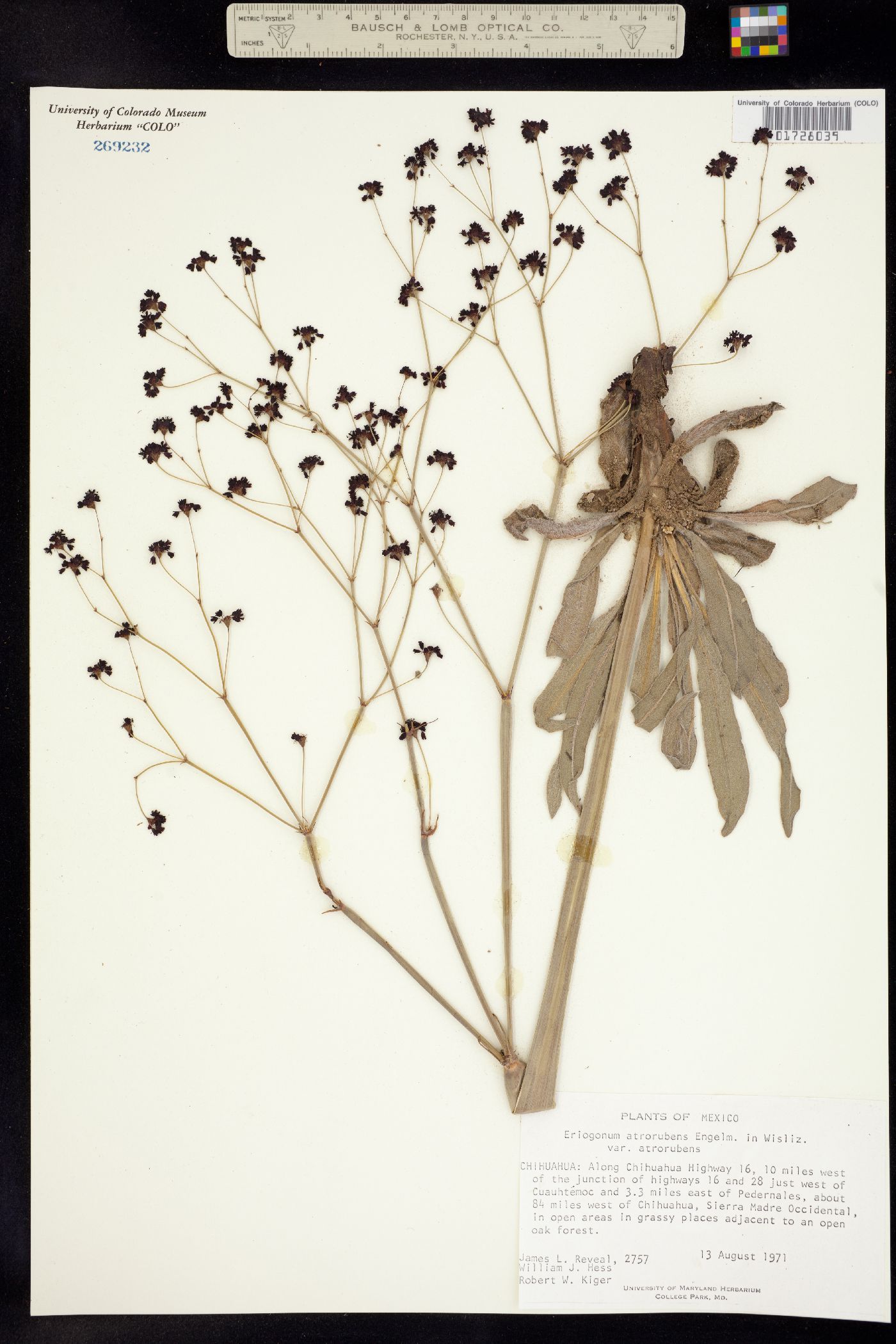 Eriogonum atrorubens image