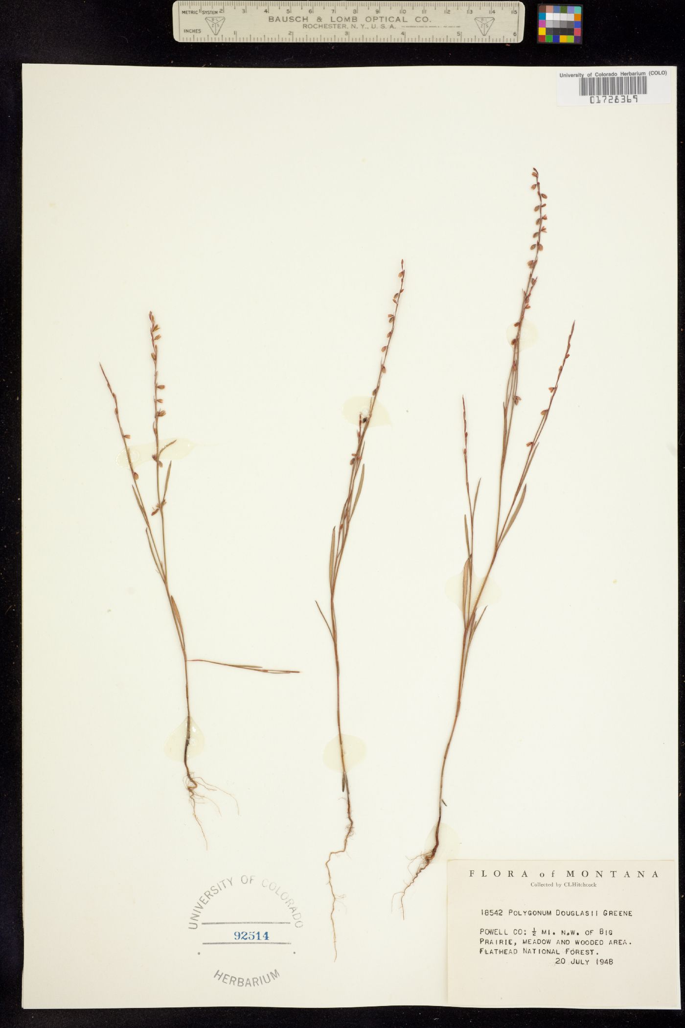 Polygonum douglasii image