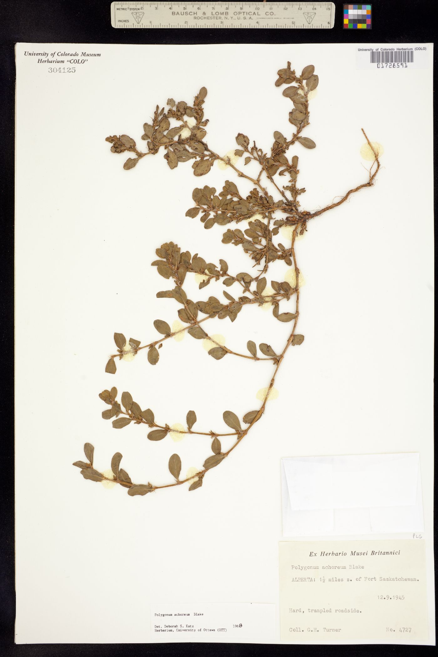 Polygonum erectum subsp. achoreum image