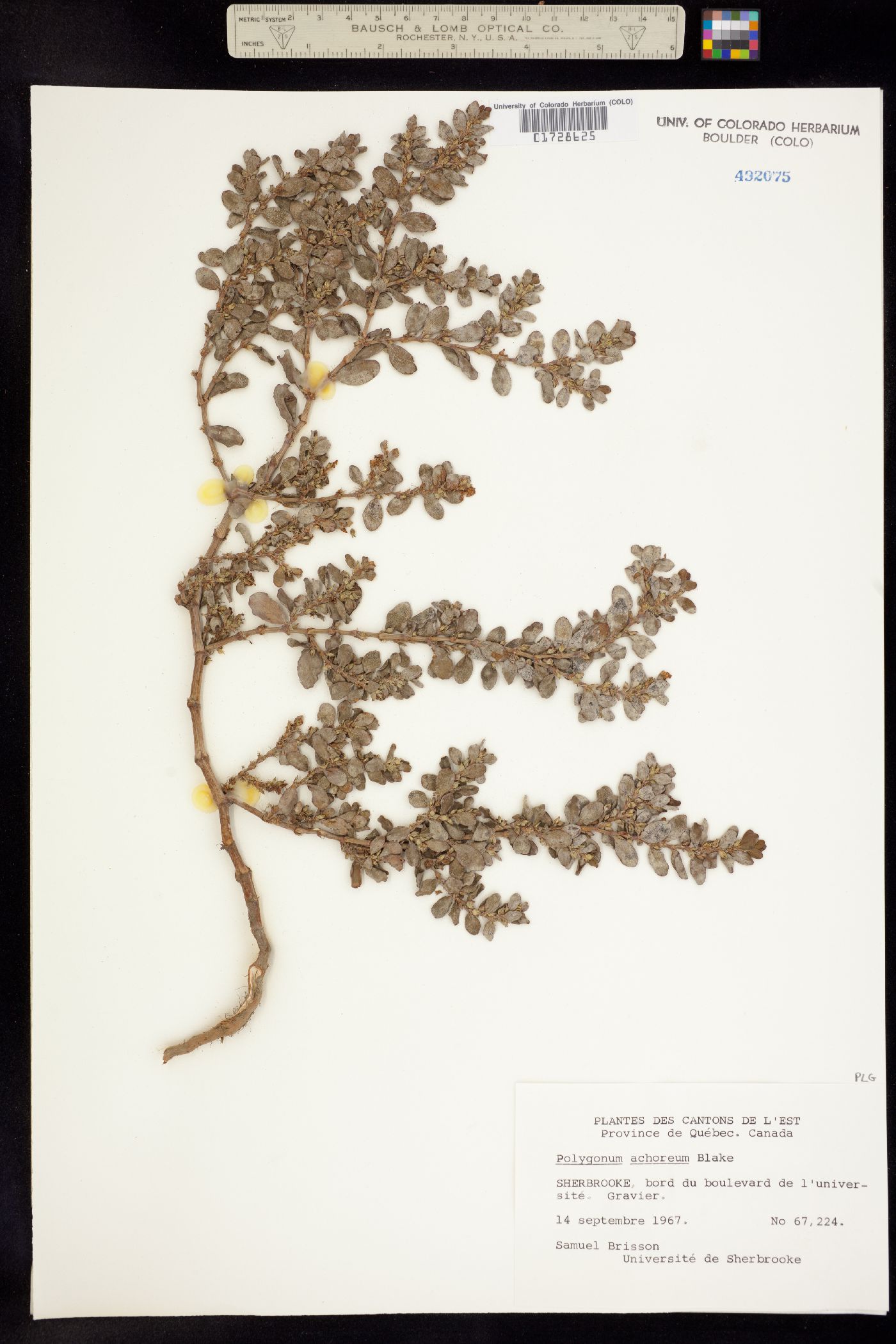 Polygonum erectum subsp. achoreum image