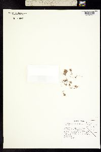 Image of Polygonum heterosepalum