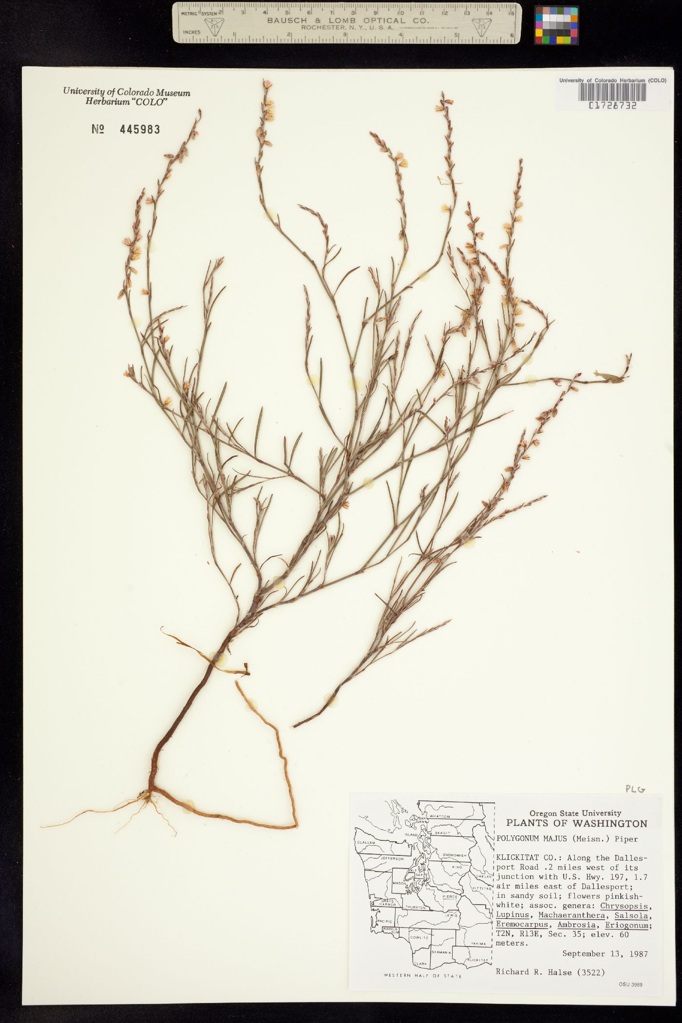Polygonum majus image
