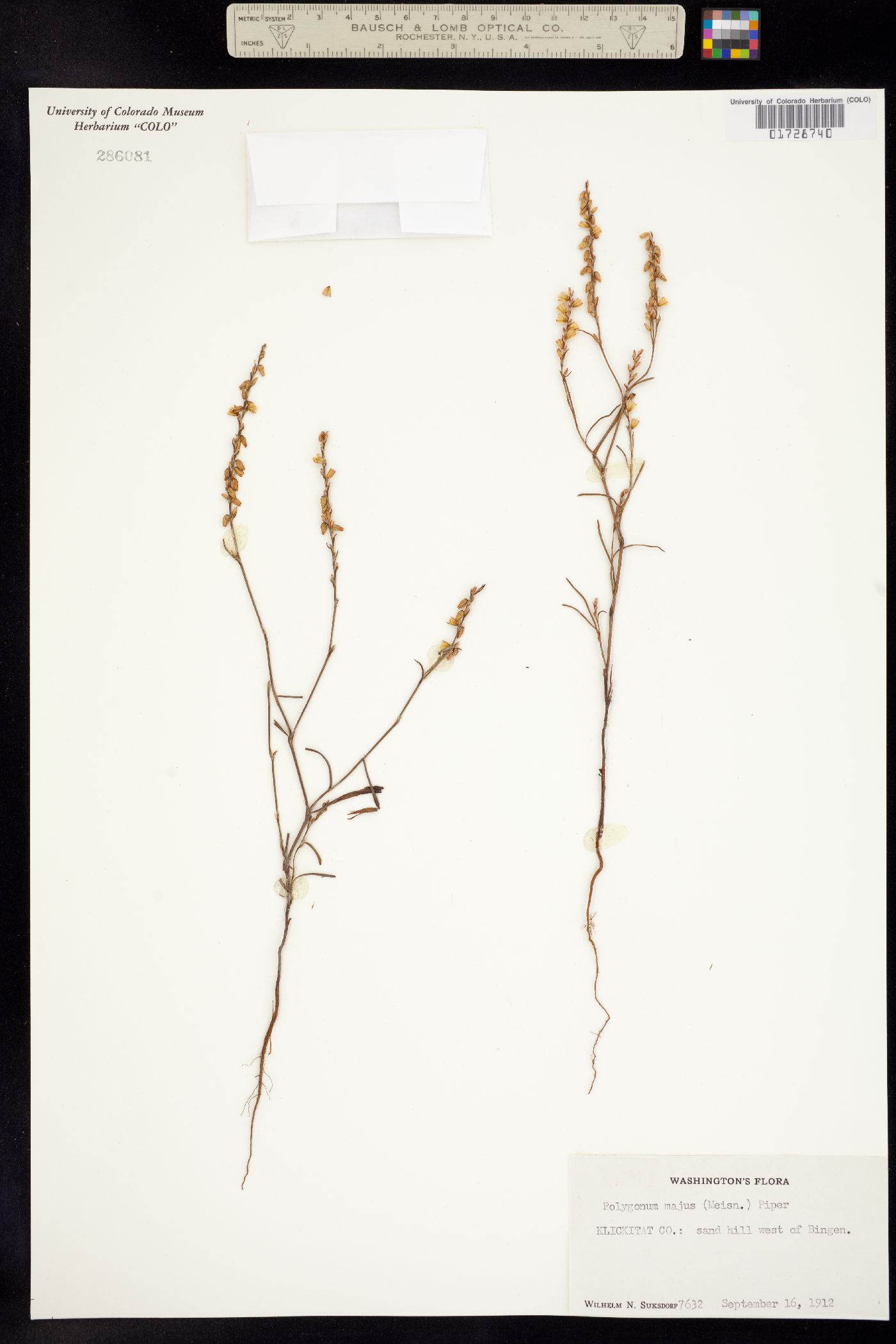 Polygonum majus image