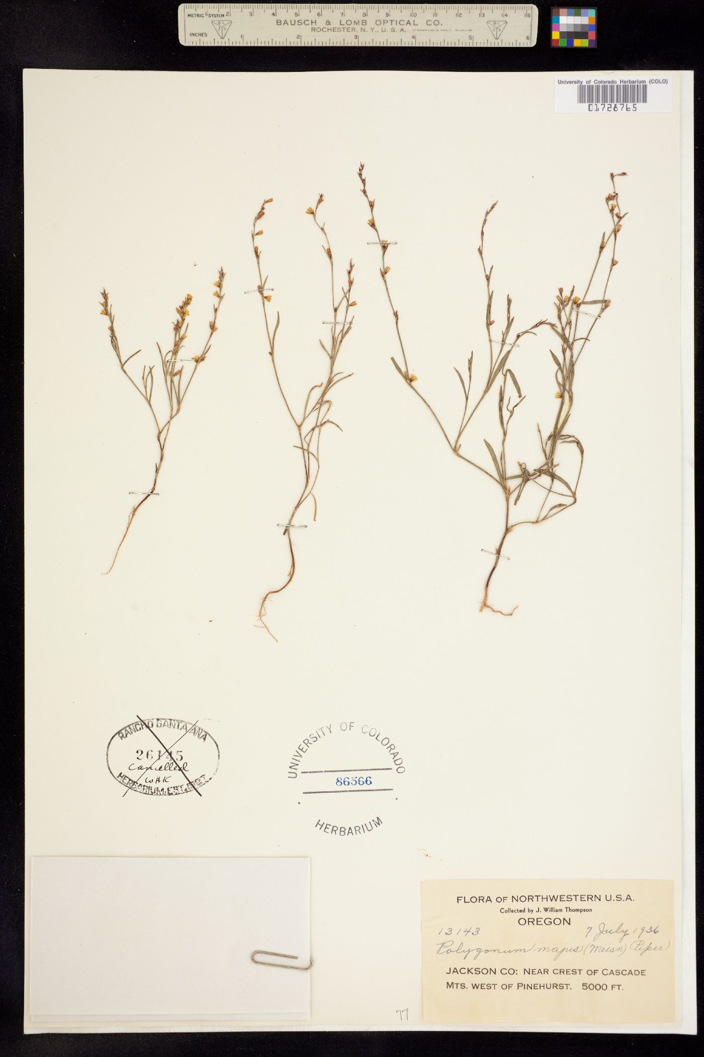 Polygonum majus image