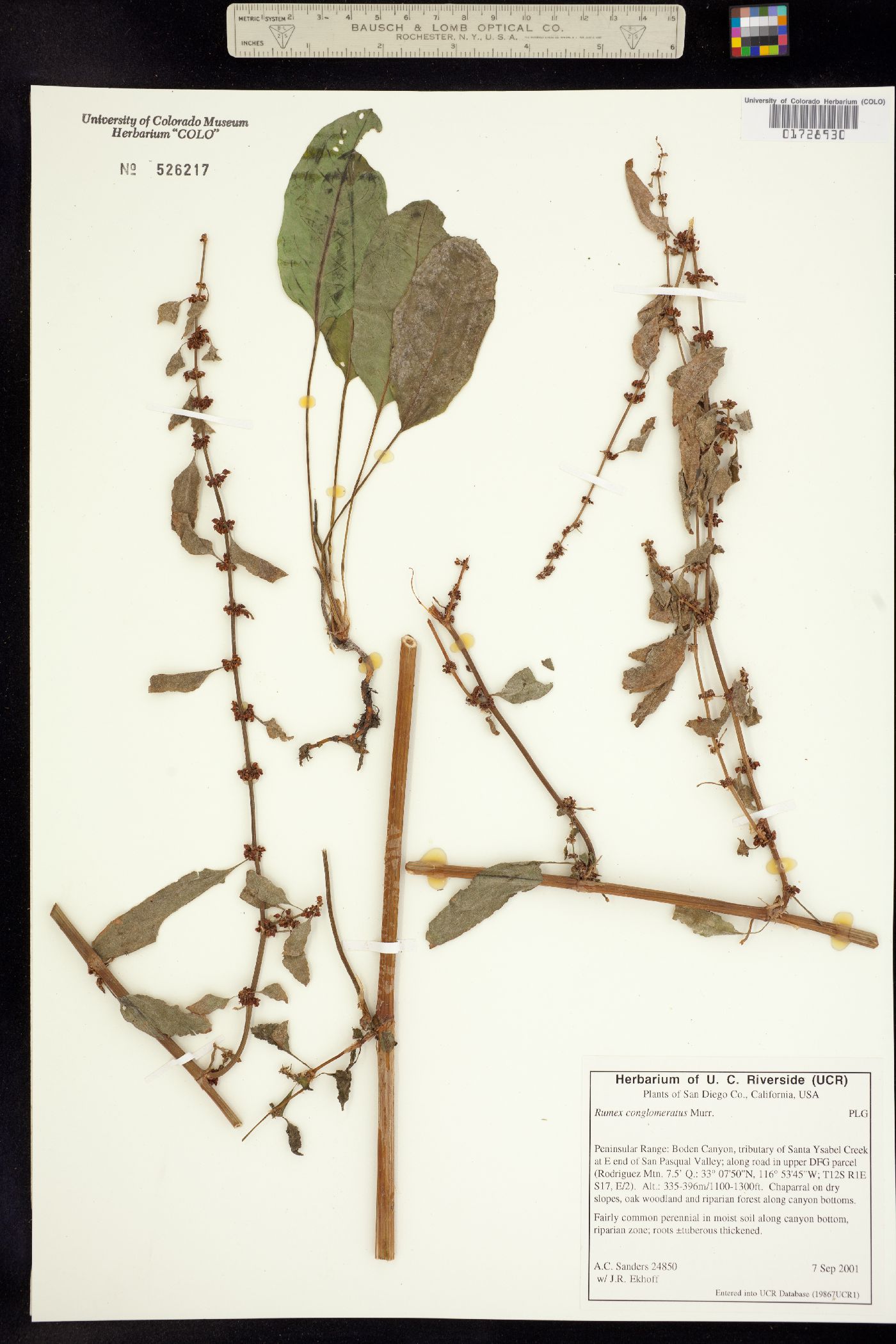 Rumex conglomeratus image