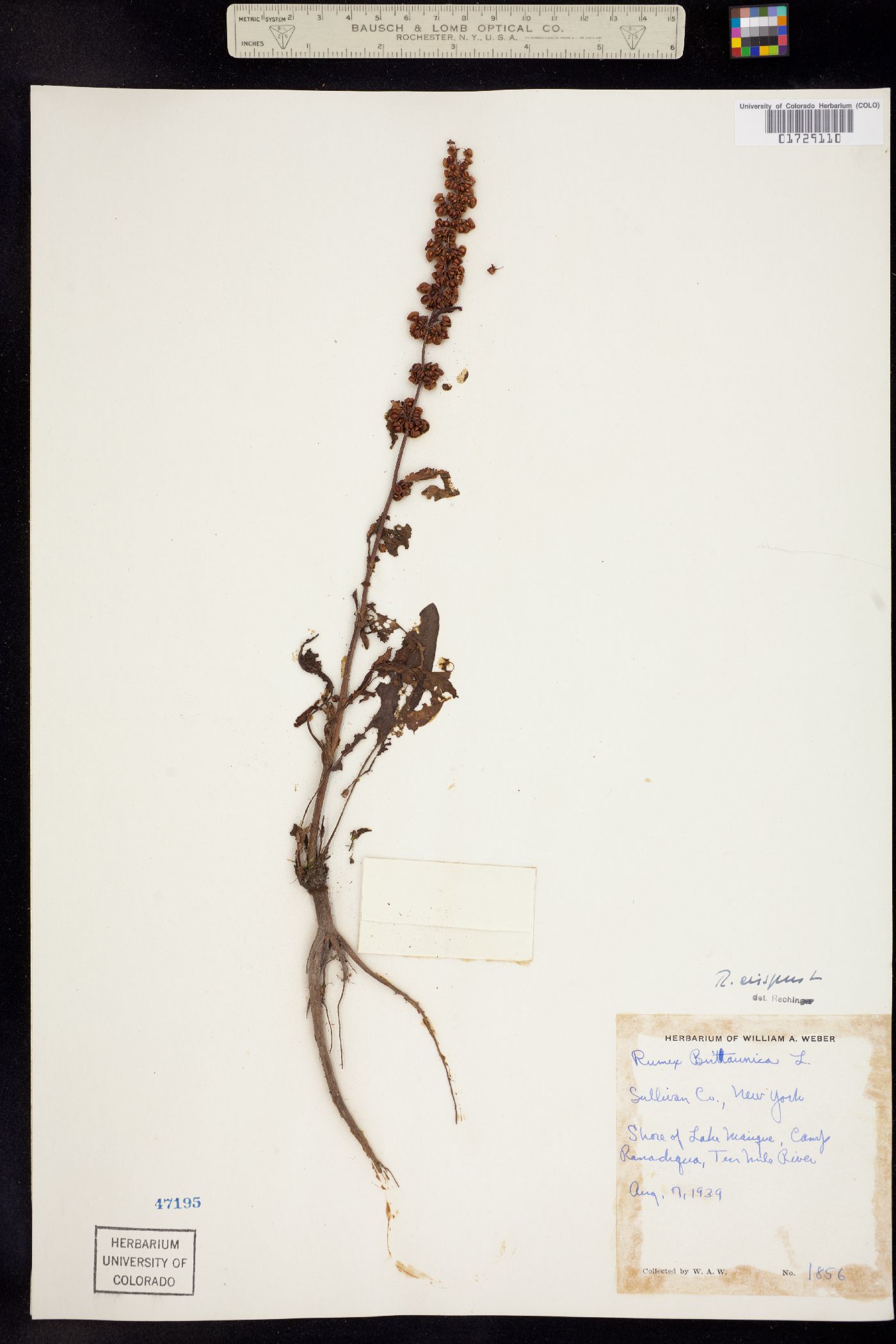 Rumex crispus image