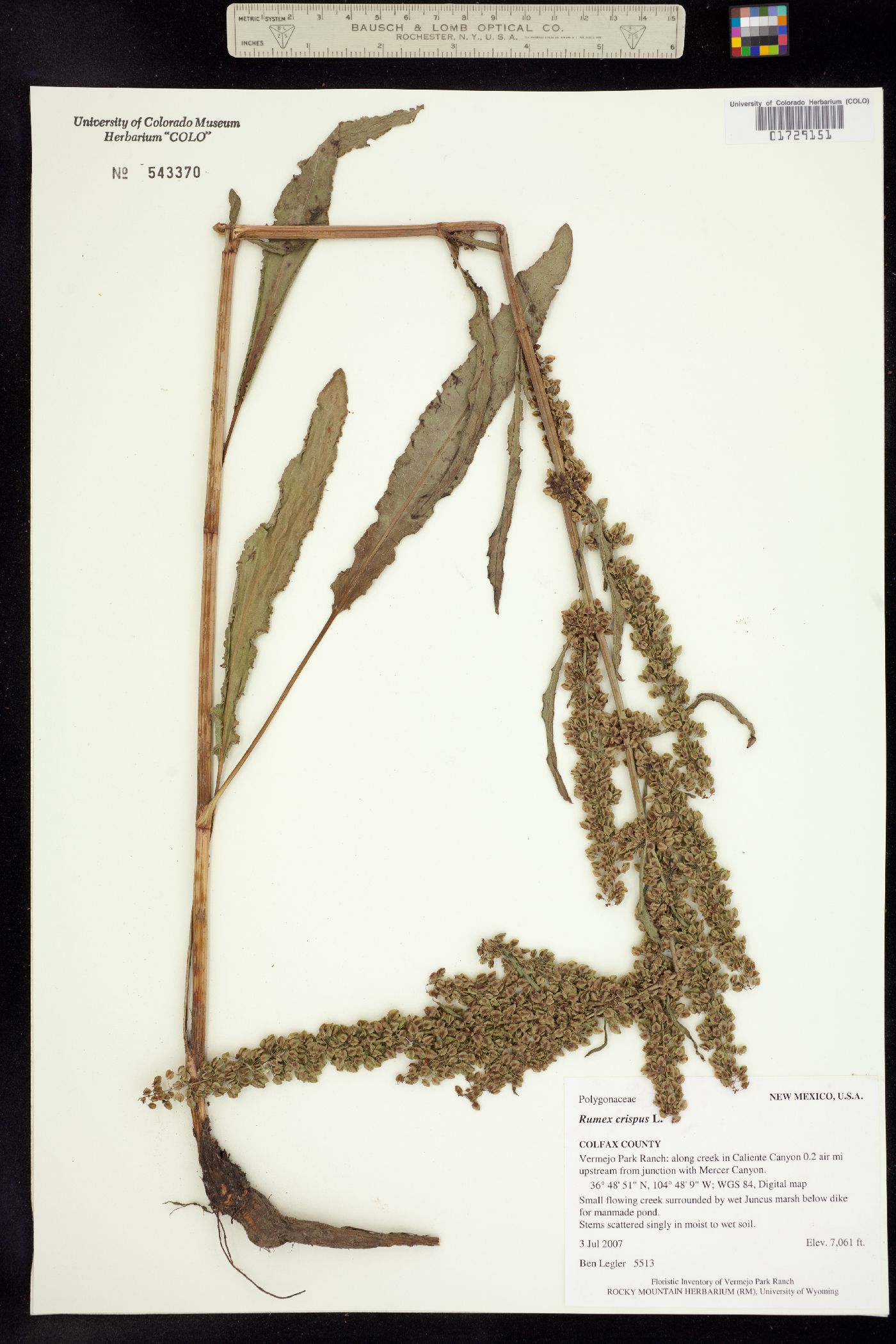 Rumex crispus image