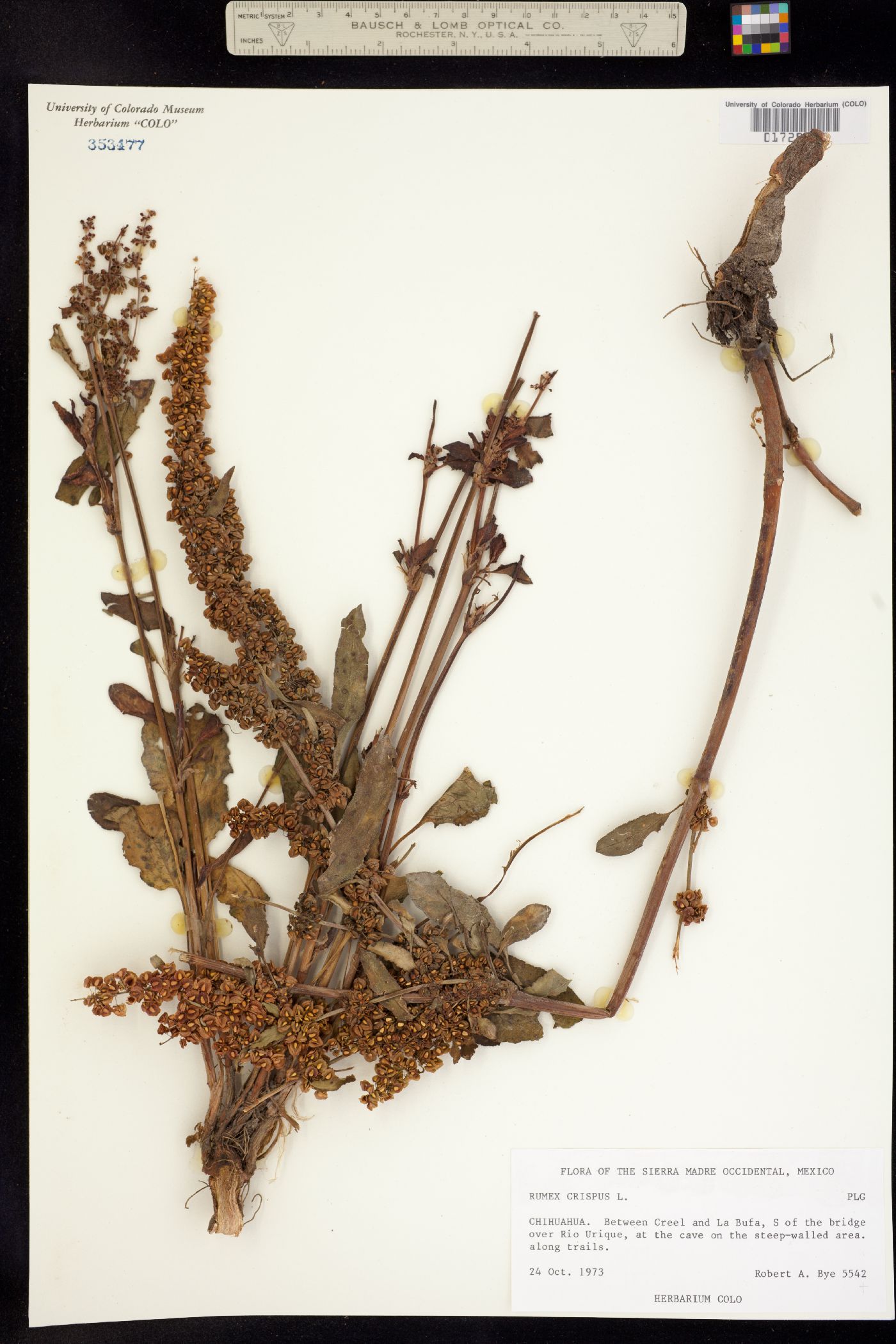 Rumex crispus image