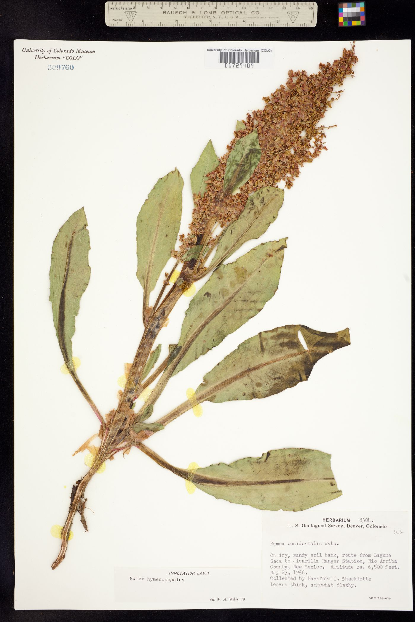 Rumex hymenosepalus image