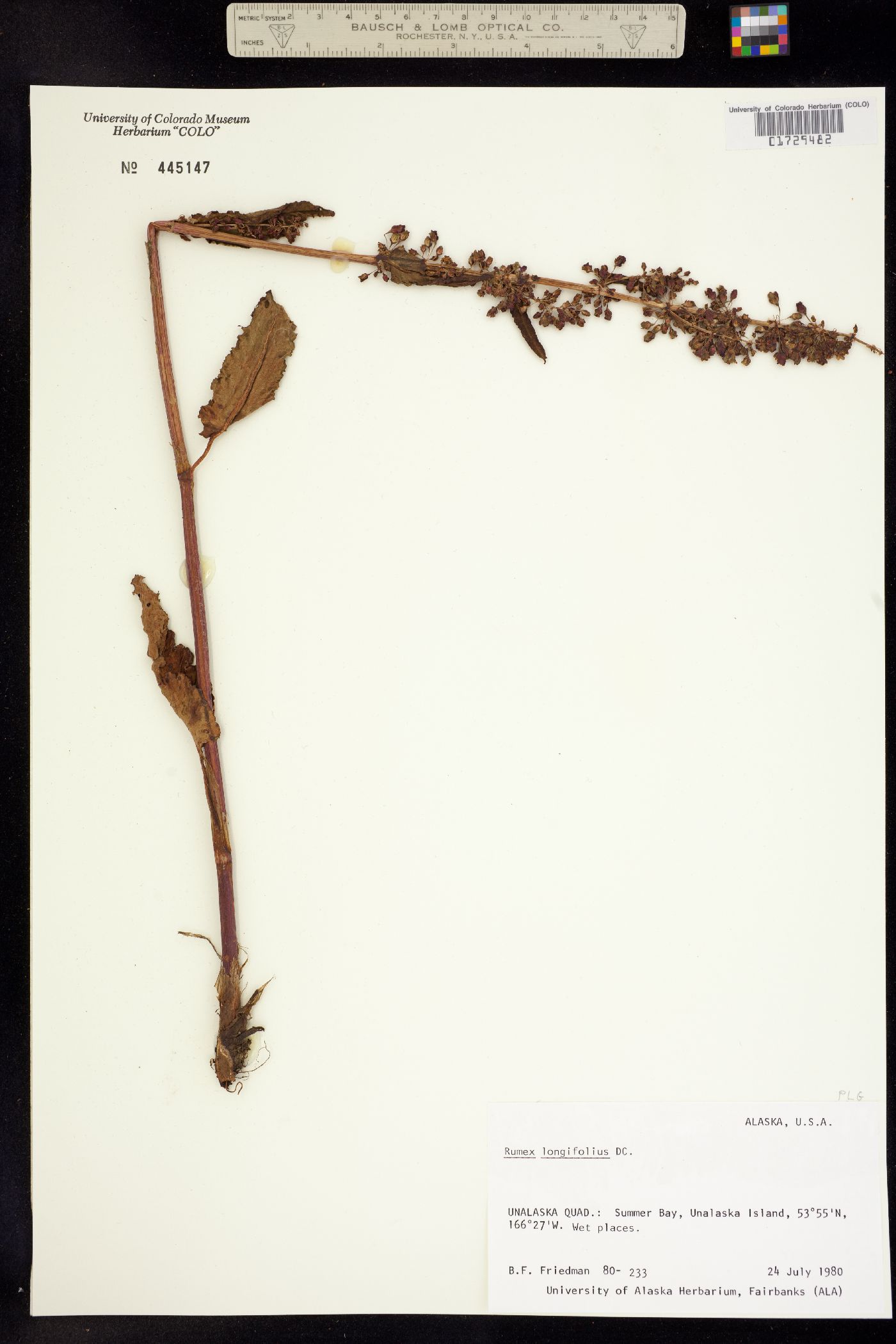 Rumex longifolius image