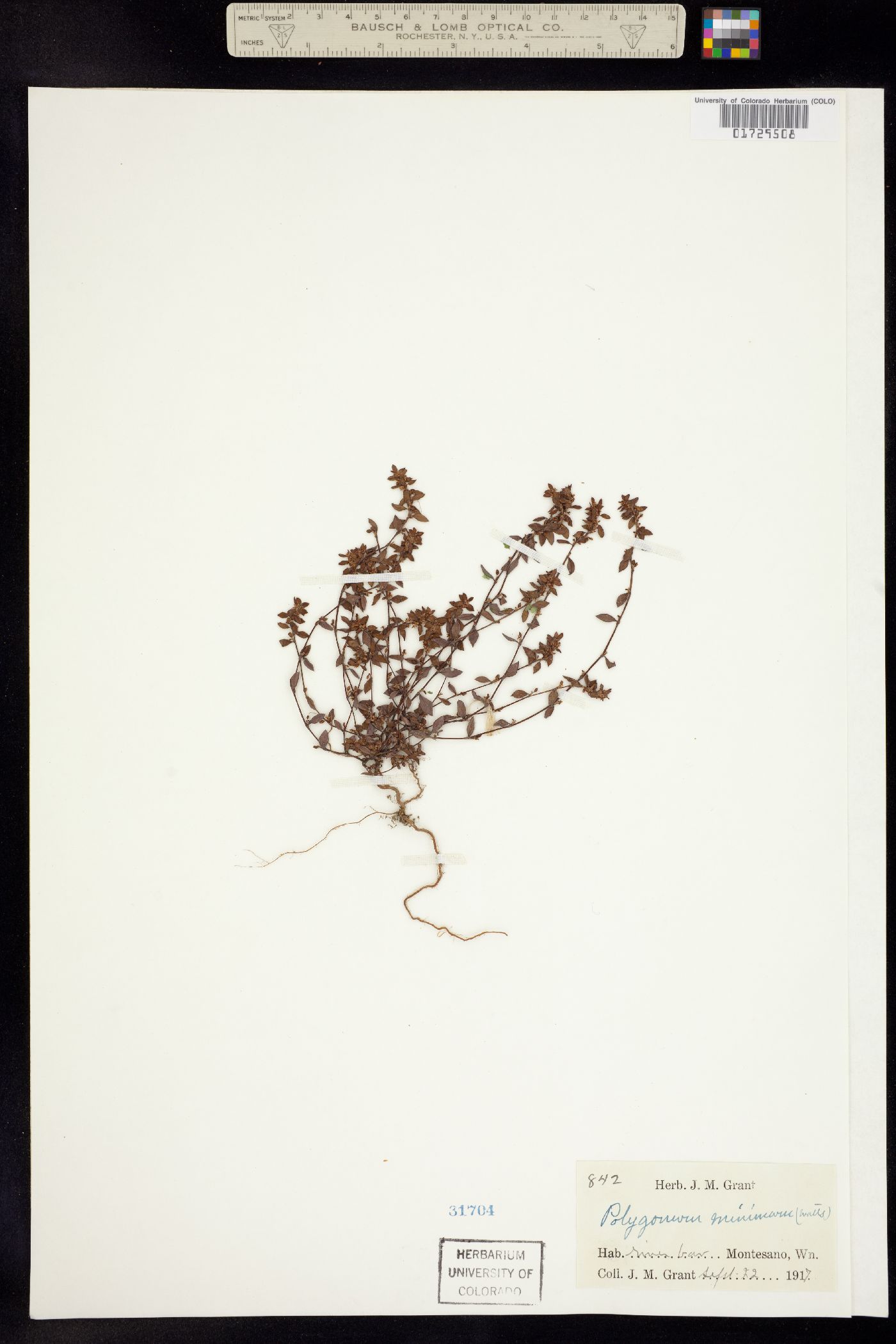 Polygonum minimum image