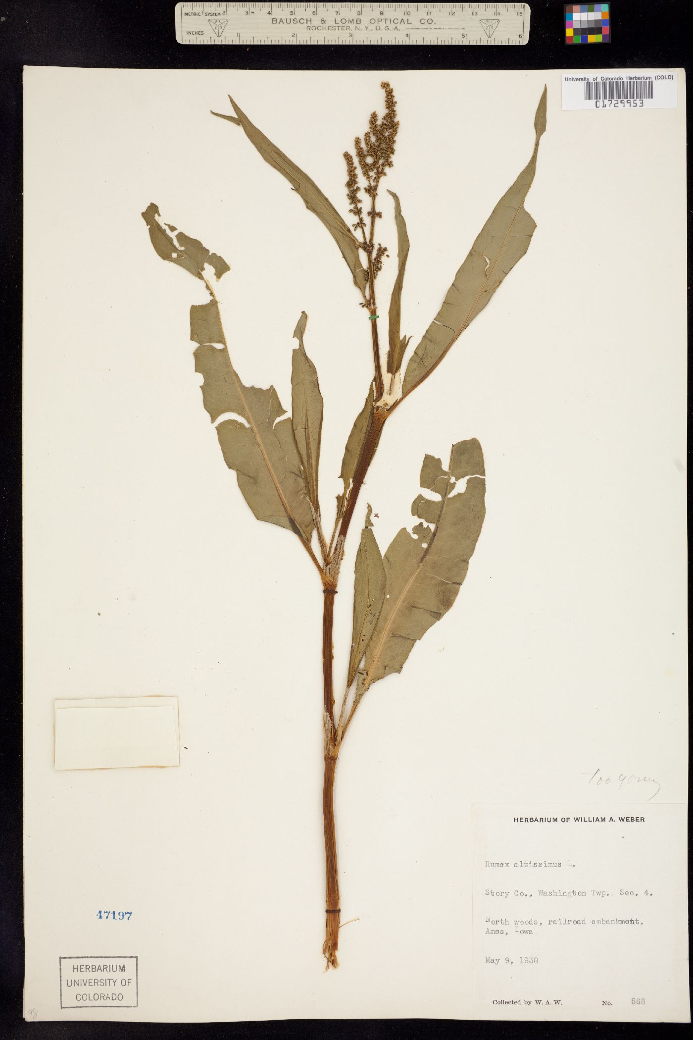Rumex altissimus image
