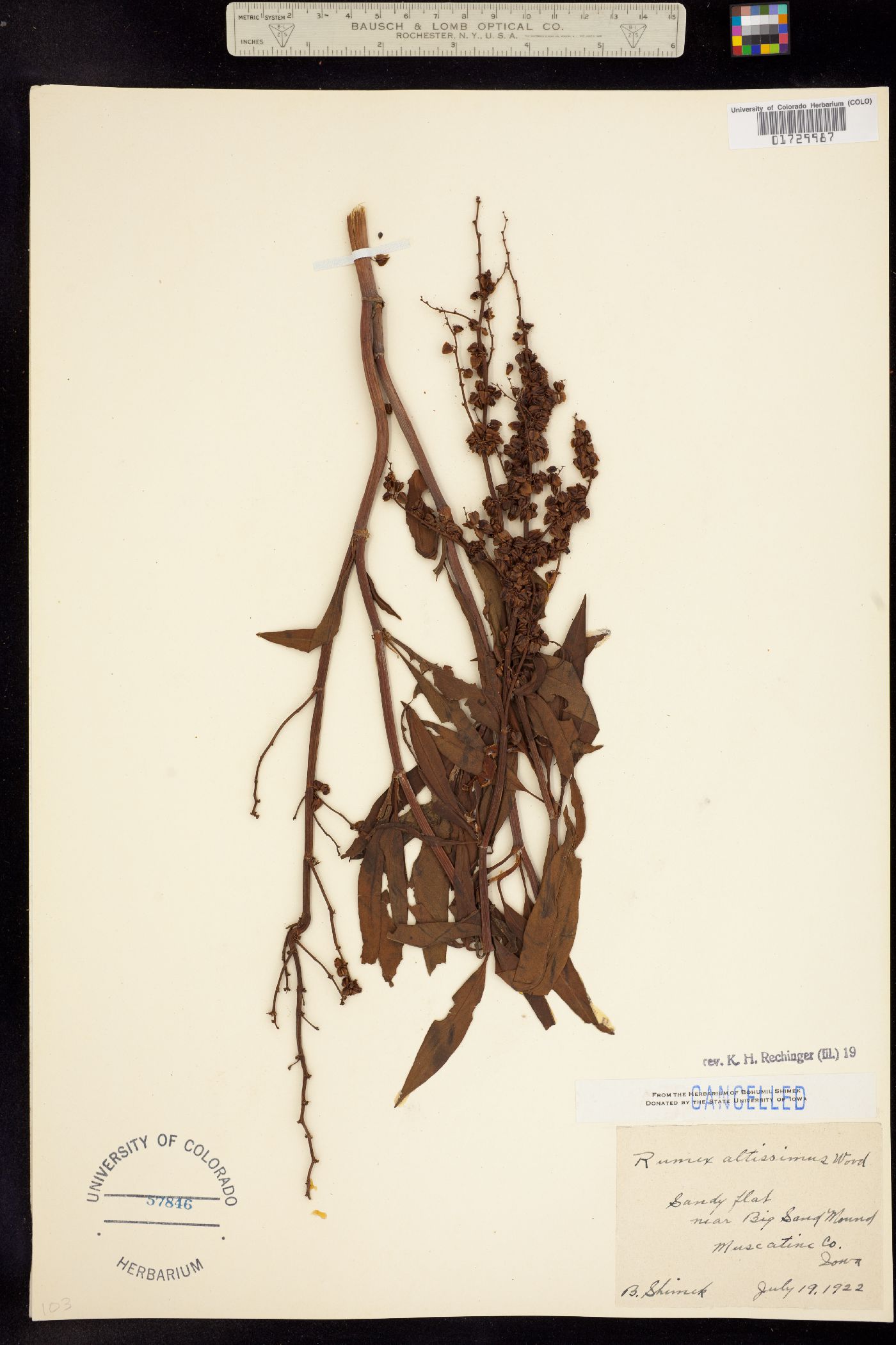 Rumex altissimus image
