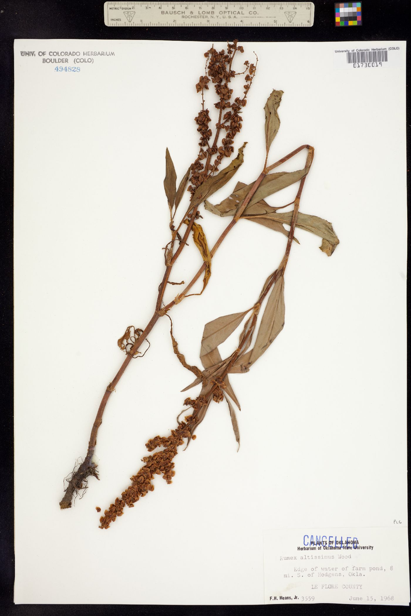 Rumex altissimus image