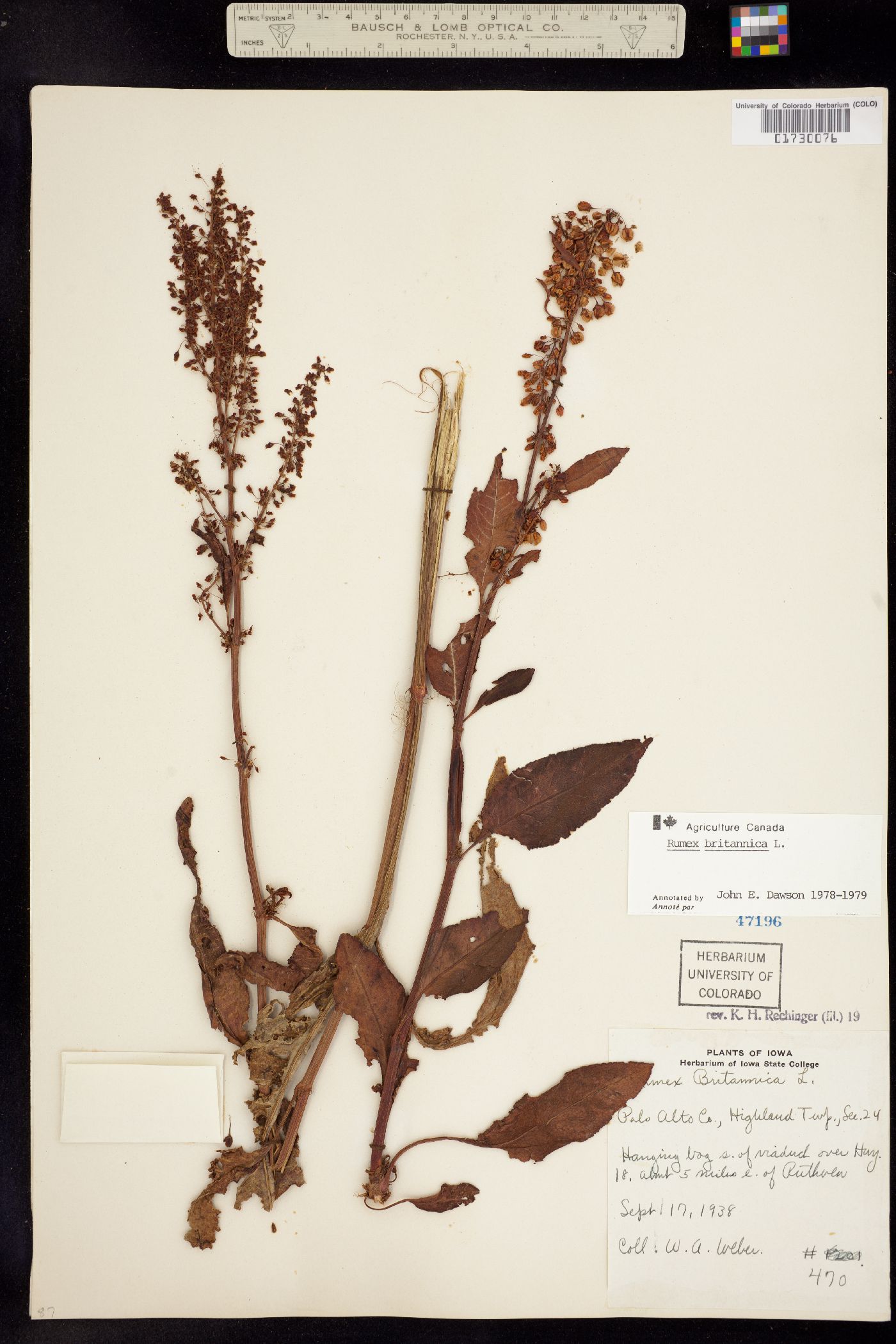 Rumex britannica image