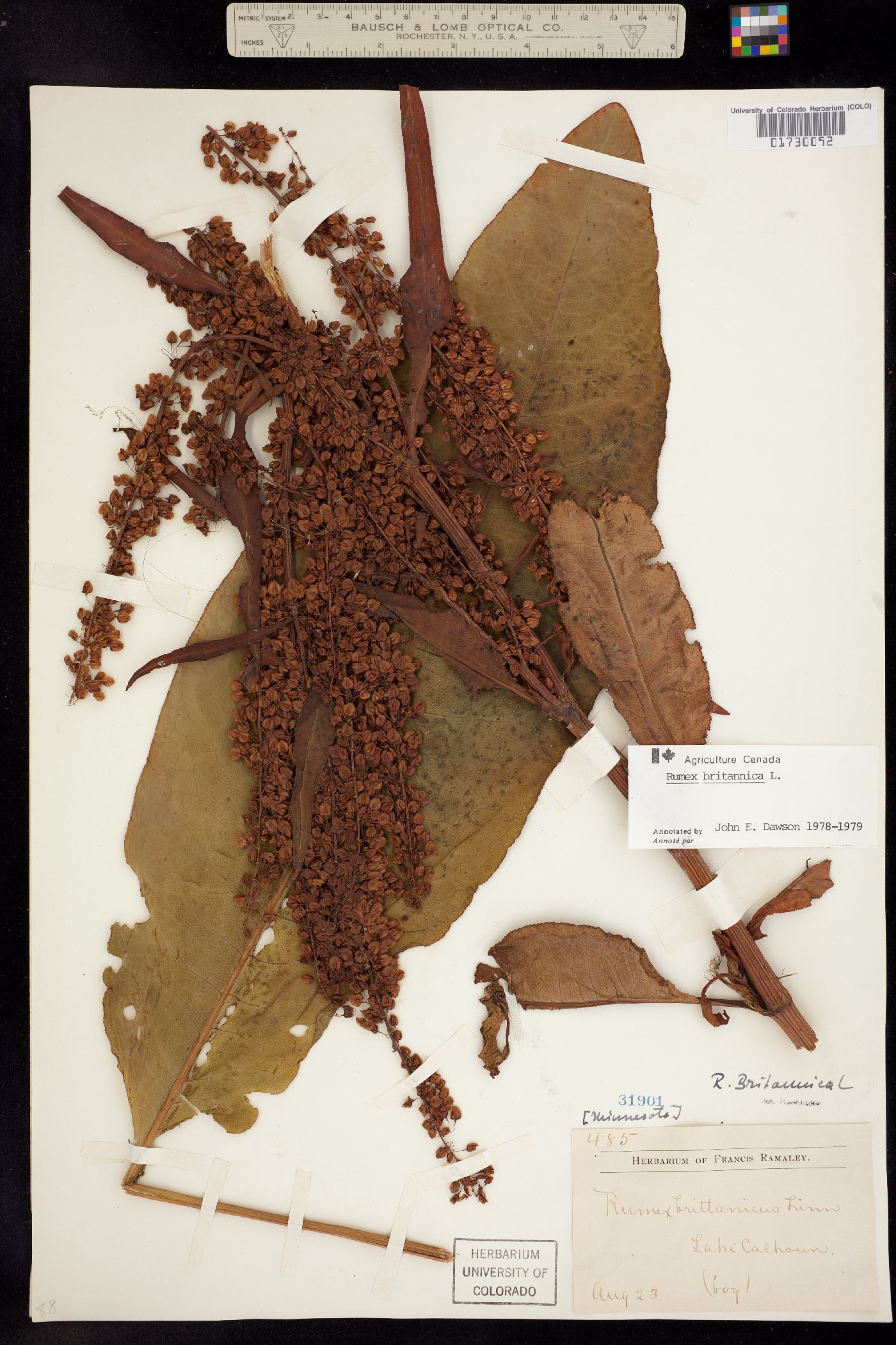 Rumex britannica image