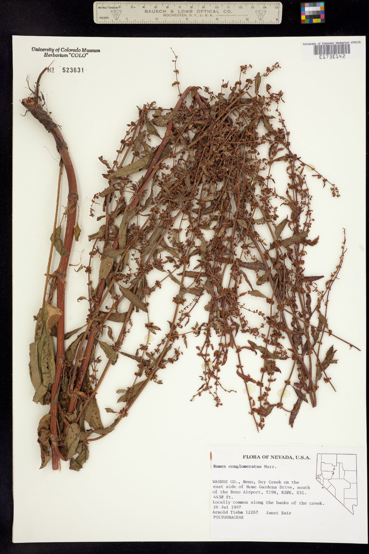 Rumex conglomeratus image