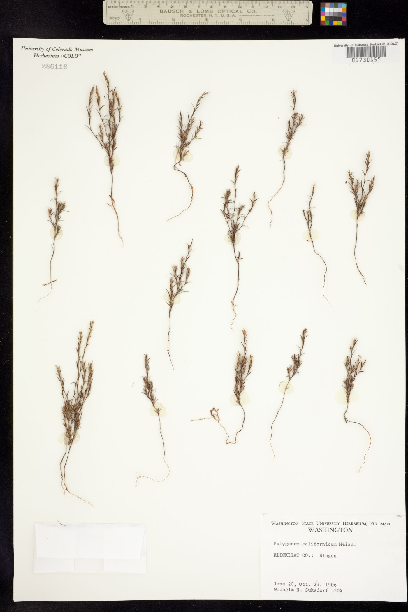 Polygonum californicum image