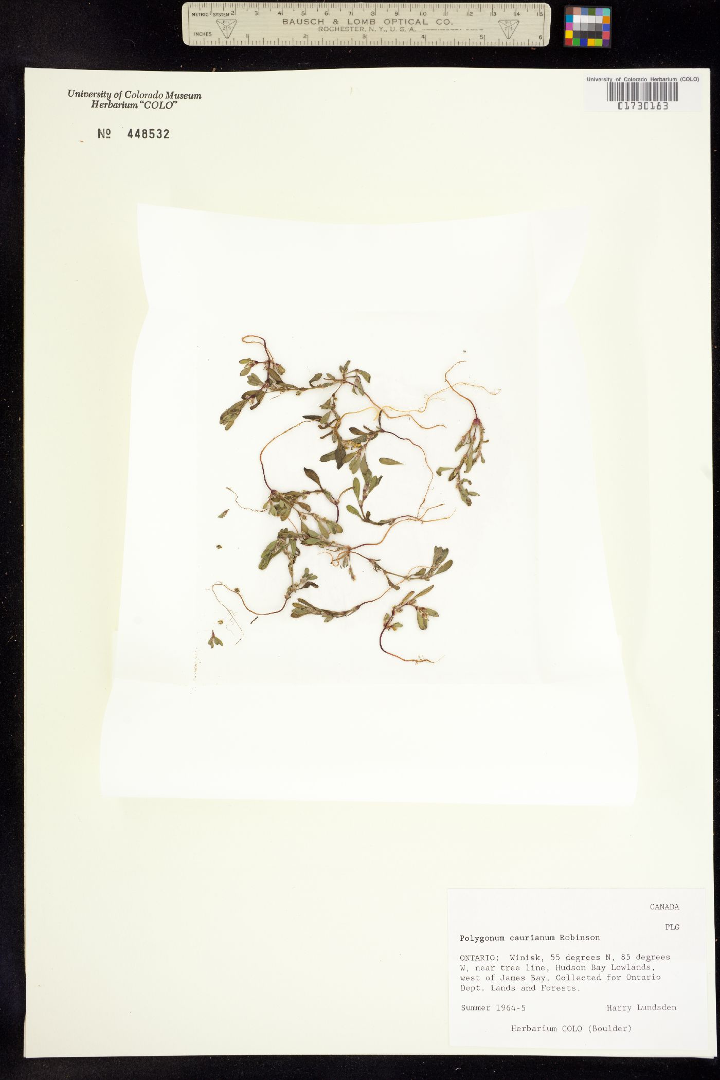 Polygonum humifusum ssp. caurianum image