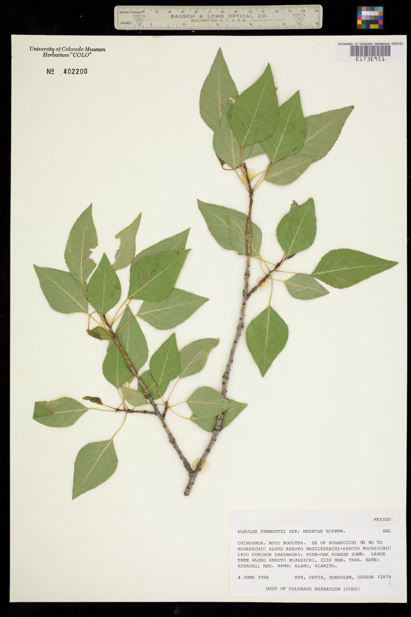 Populus fremontii ssp. mesetae image