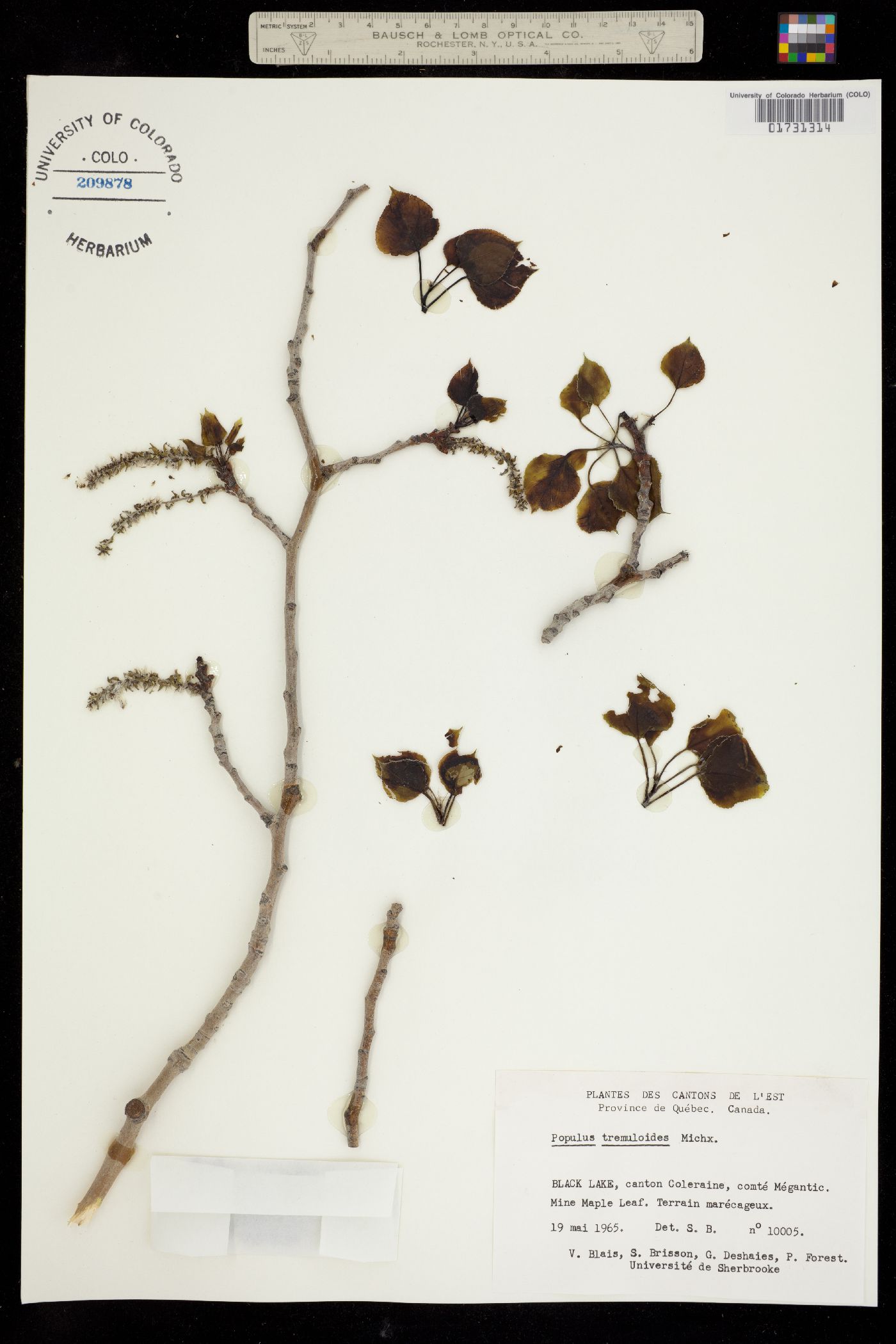 Populus tremuloides image