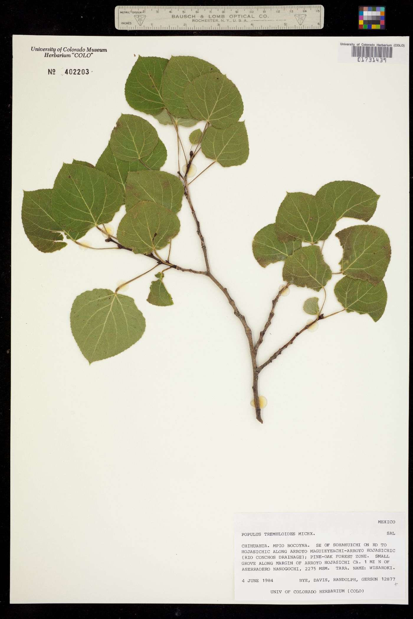 Populus tremuloides image