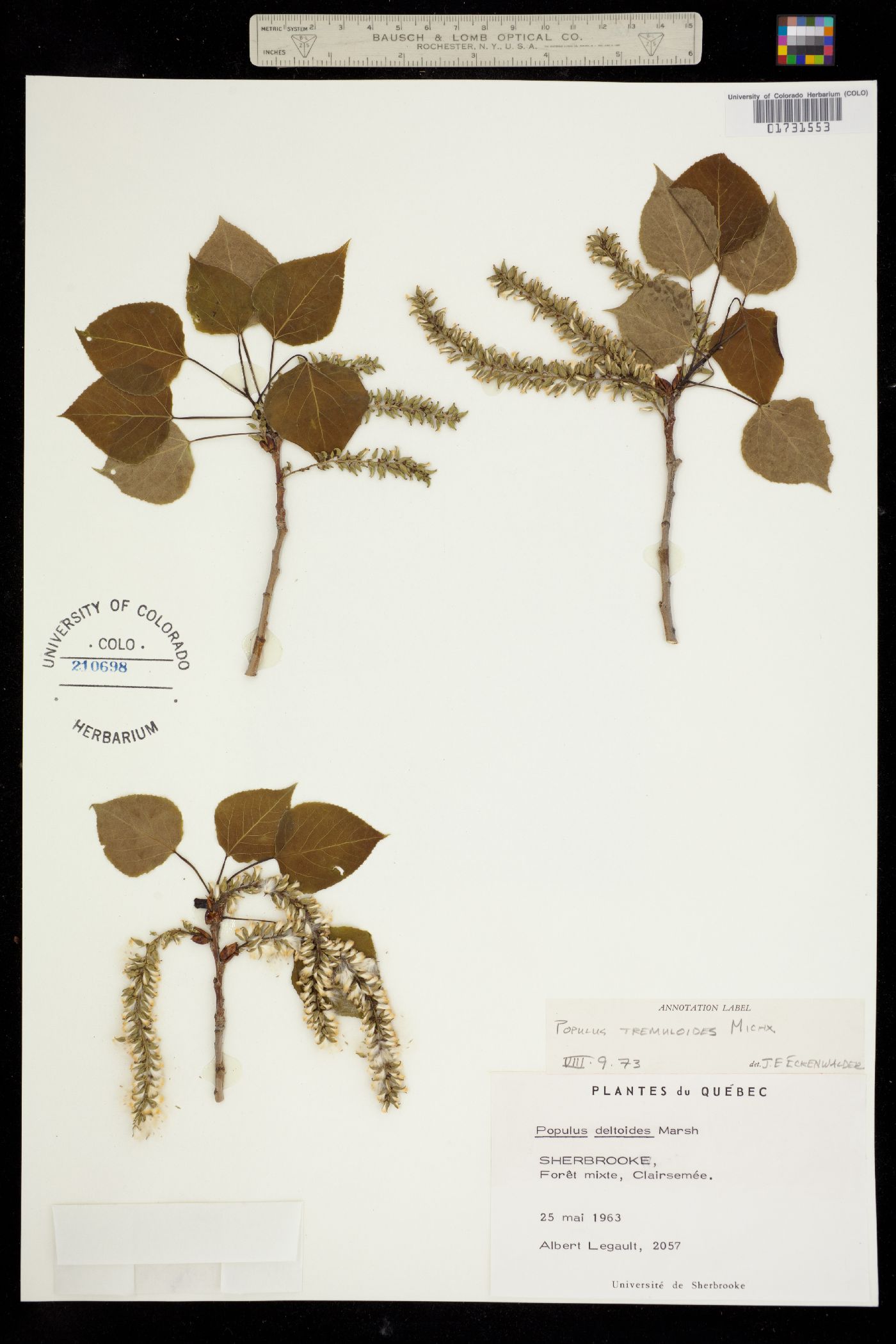 Populus tremuloides image