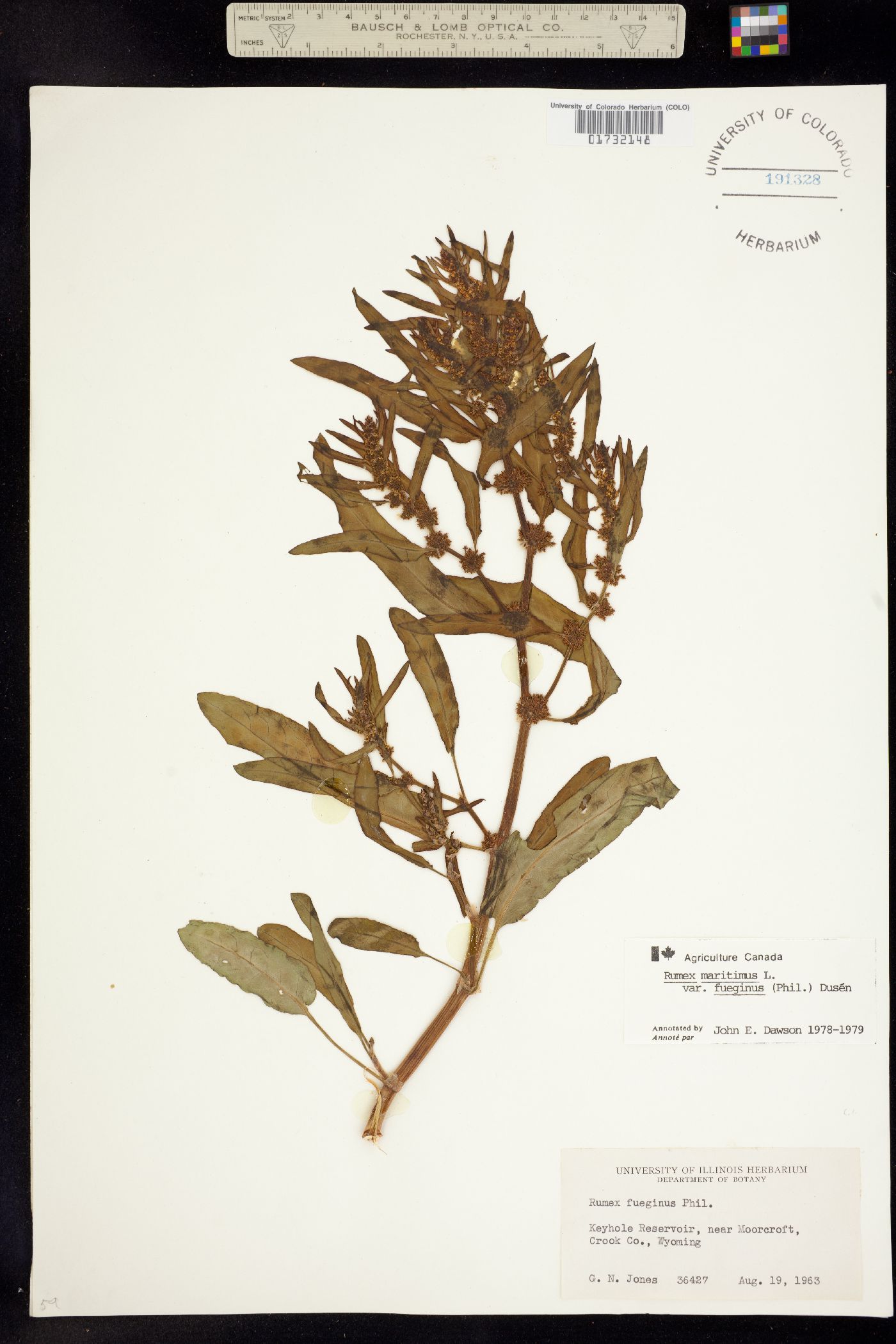 Rumex fueginus image