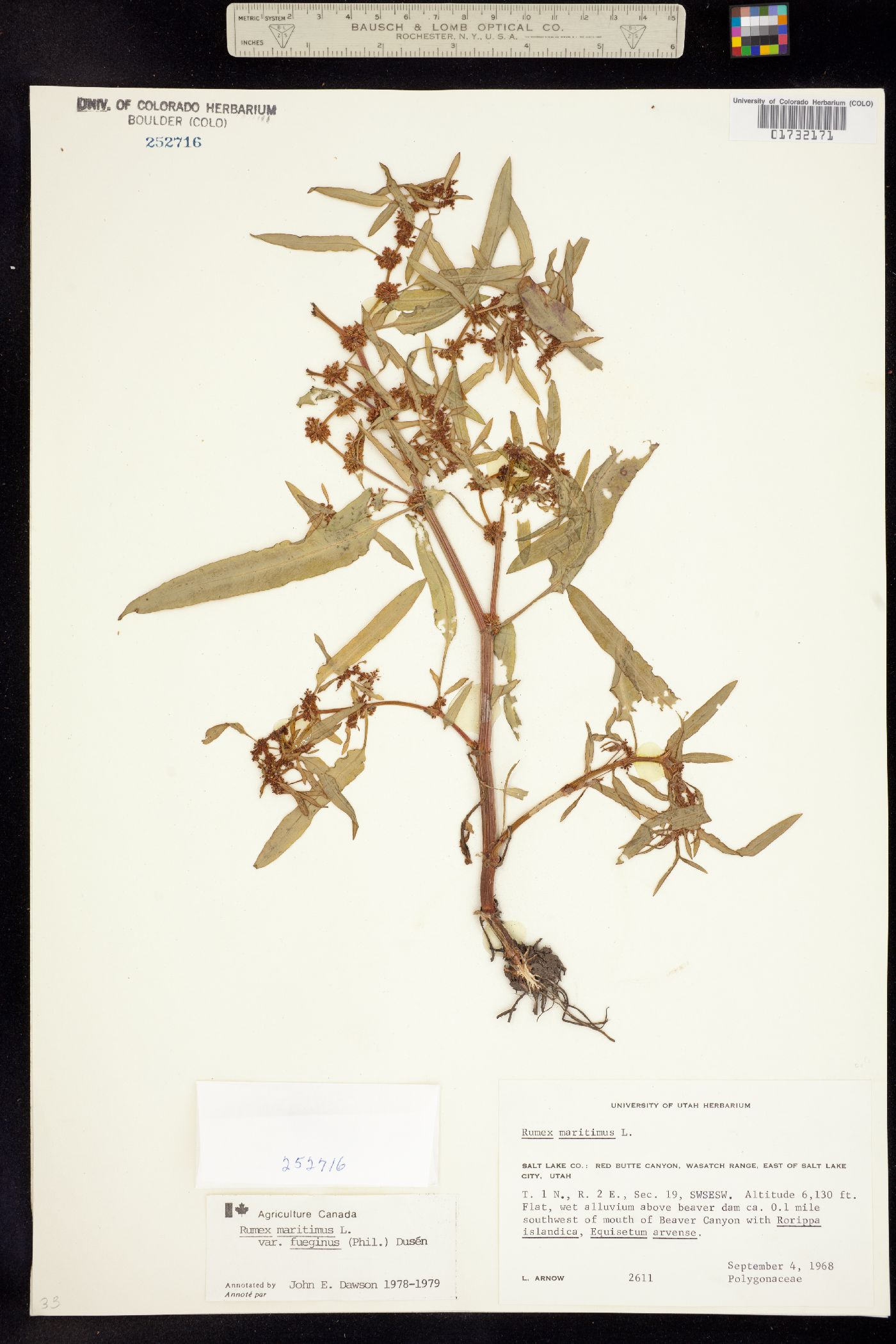Rumex maritimus image