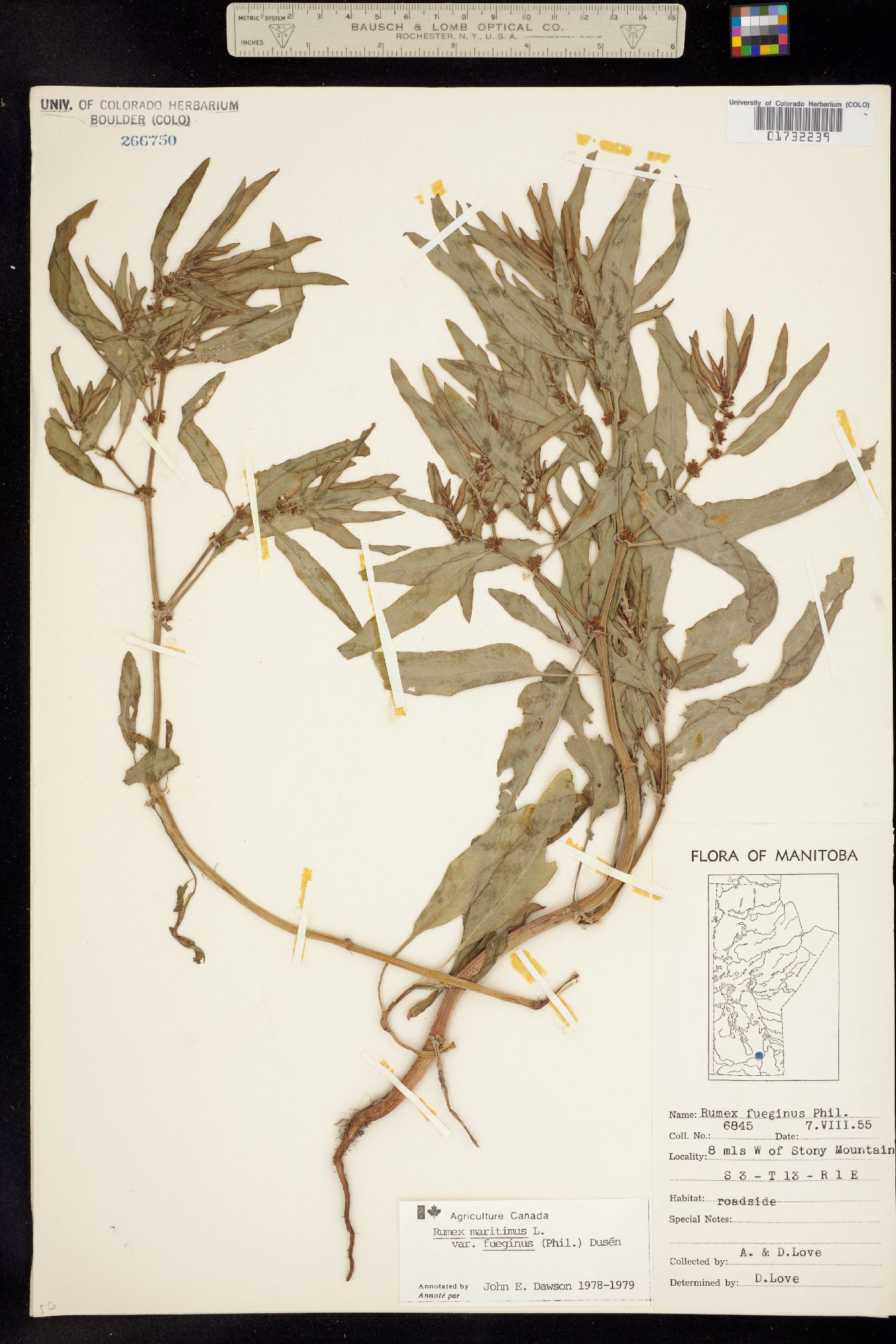 Rumex maritimus image
