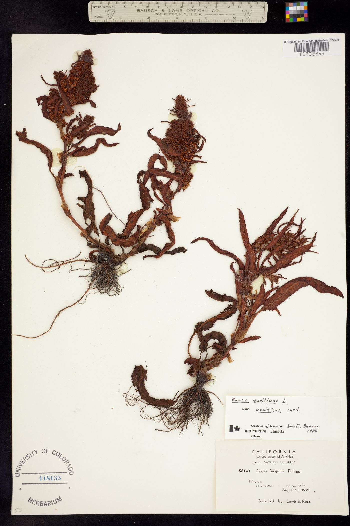 Rumex maritimus image