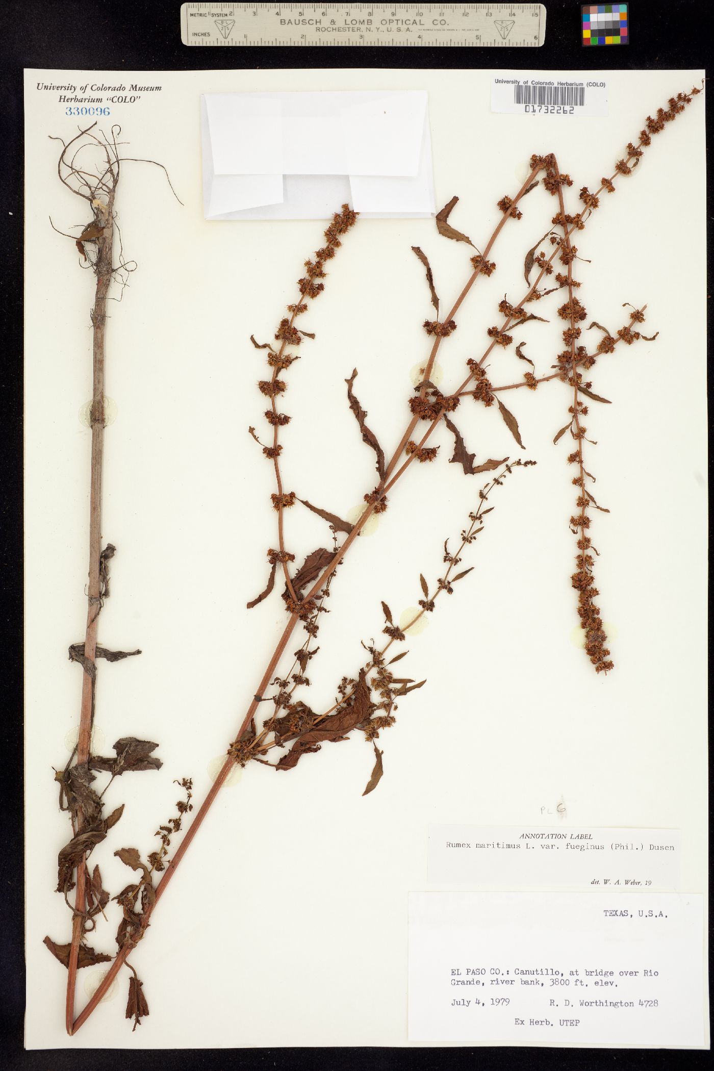 Rumex maritimus image