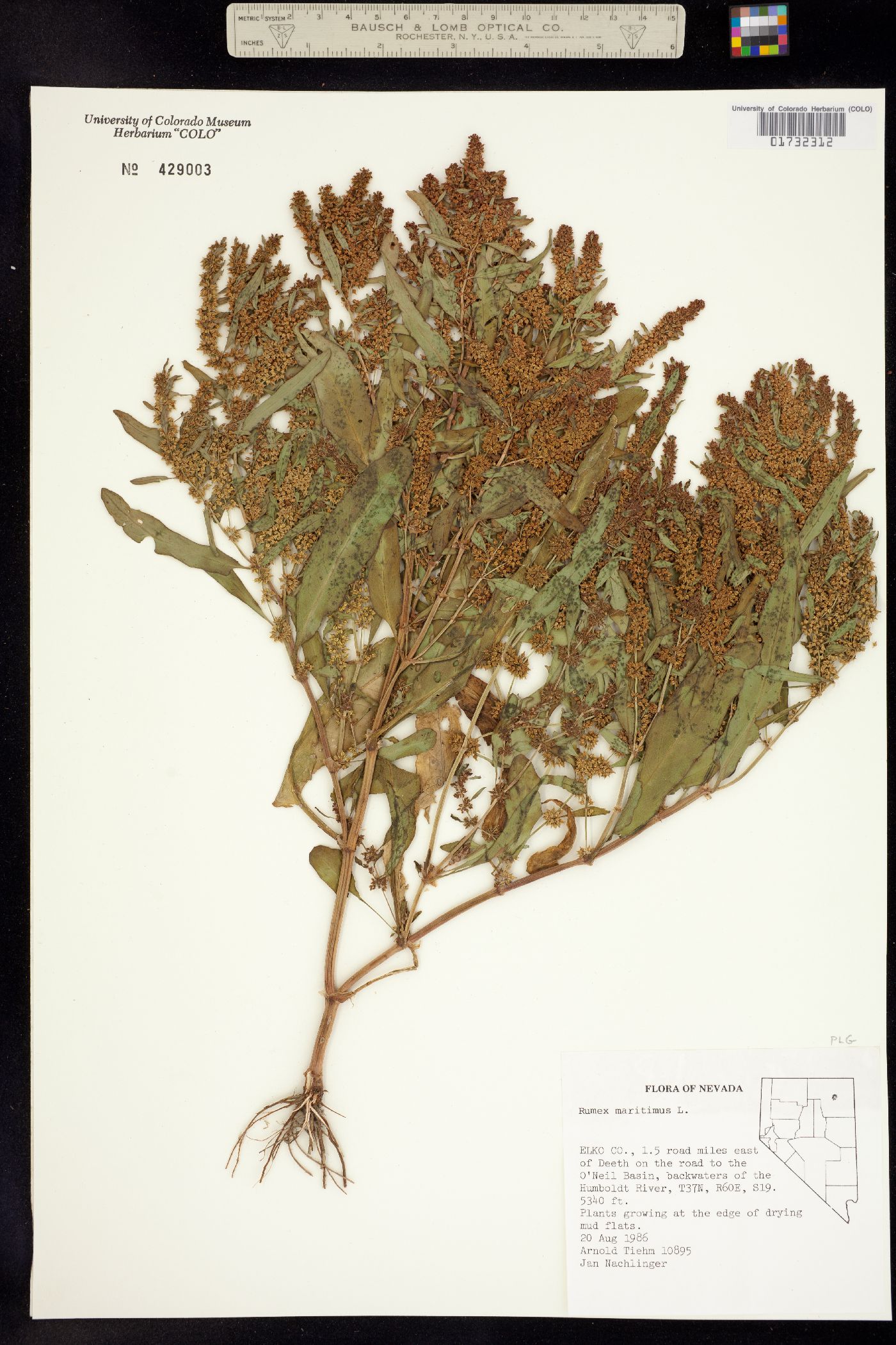 Rumex maritimus image