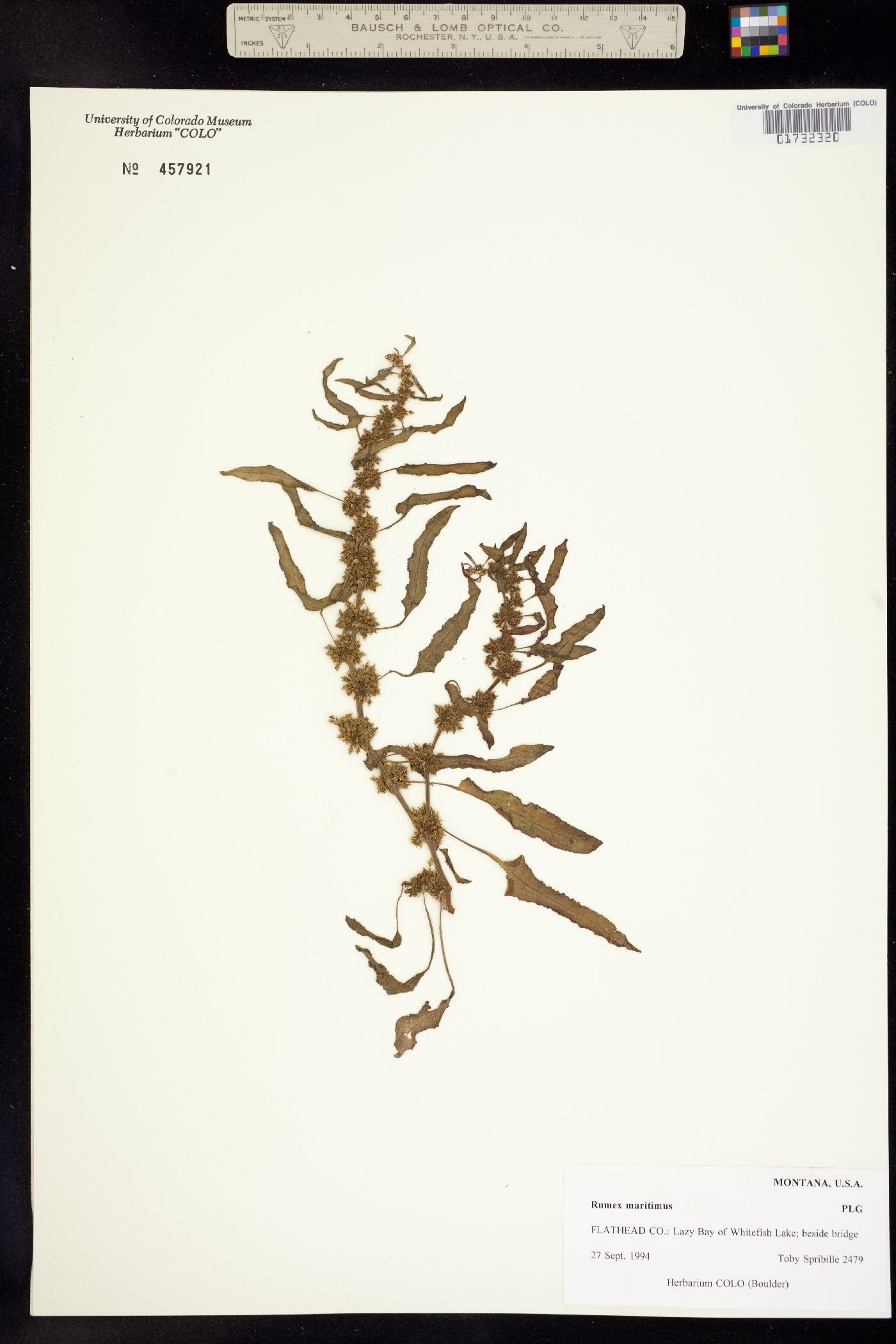 Rumex maritimus image