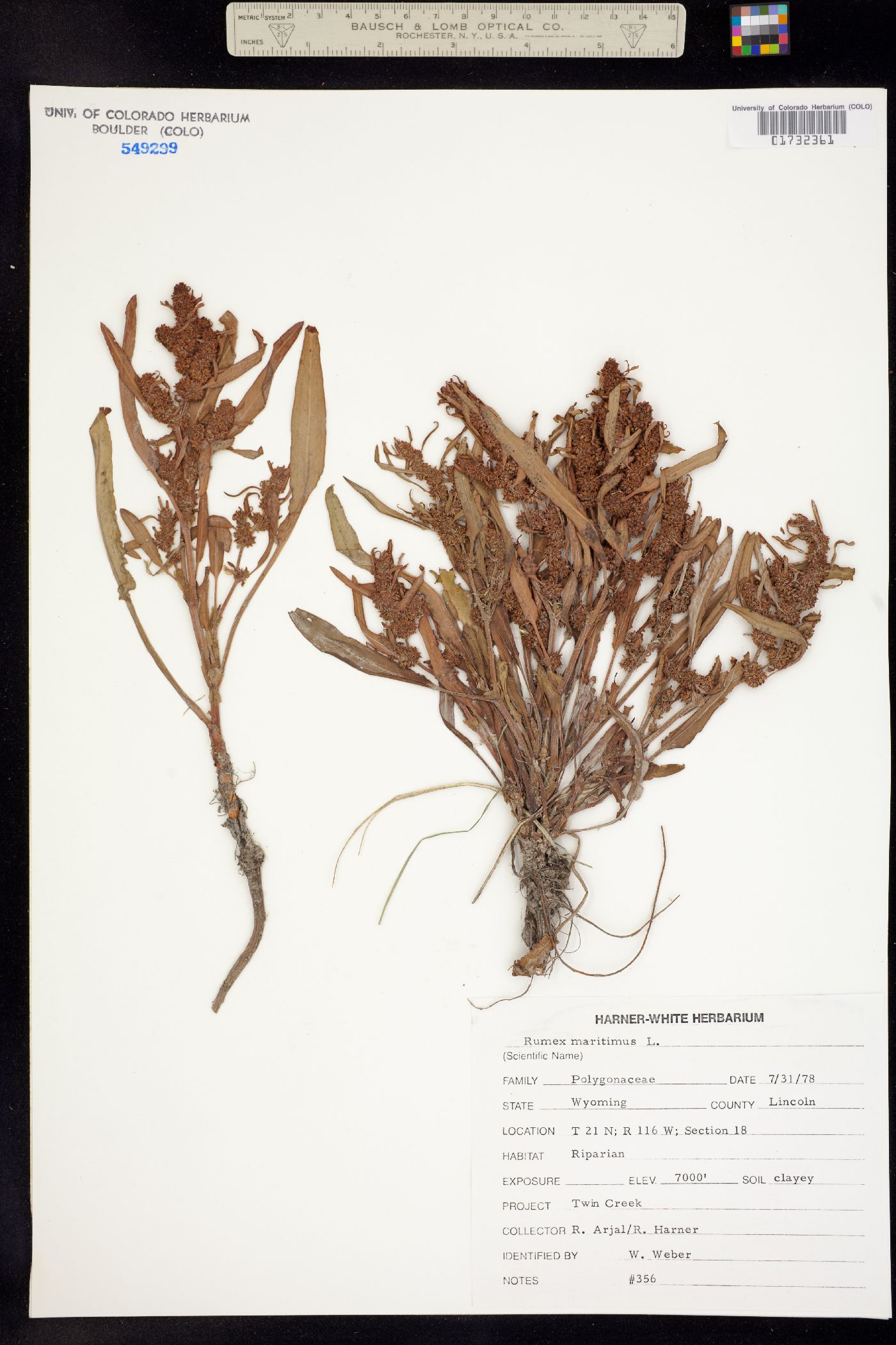 Rumex maritimus image