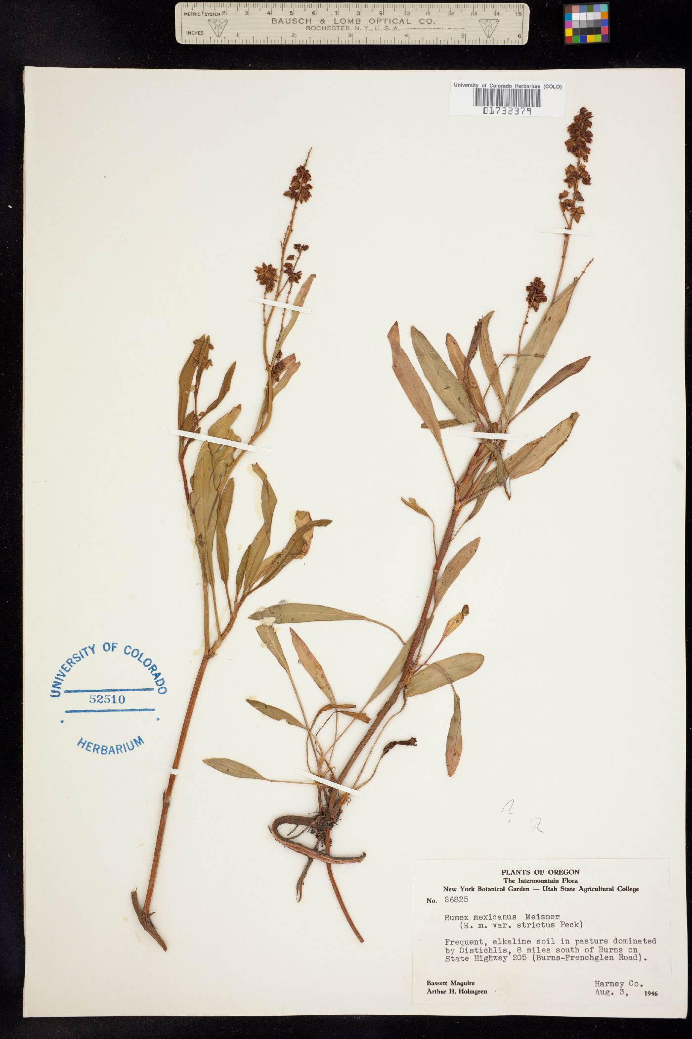 Rumex mexicanus image