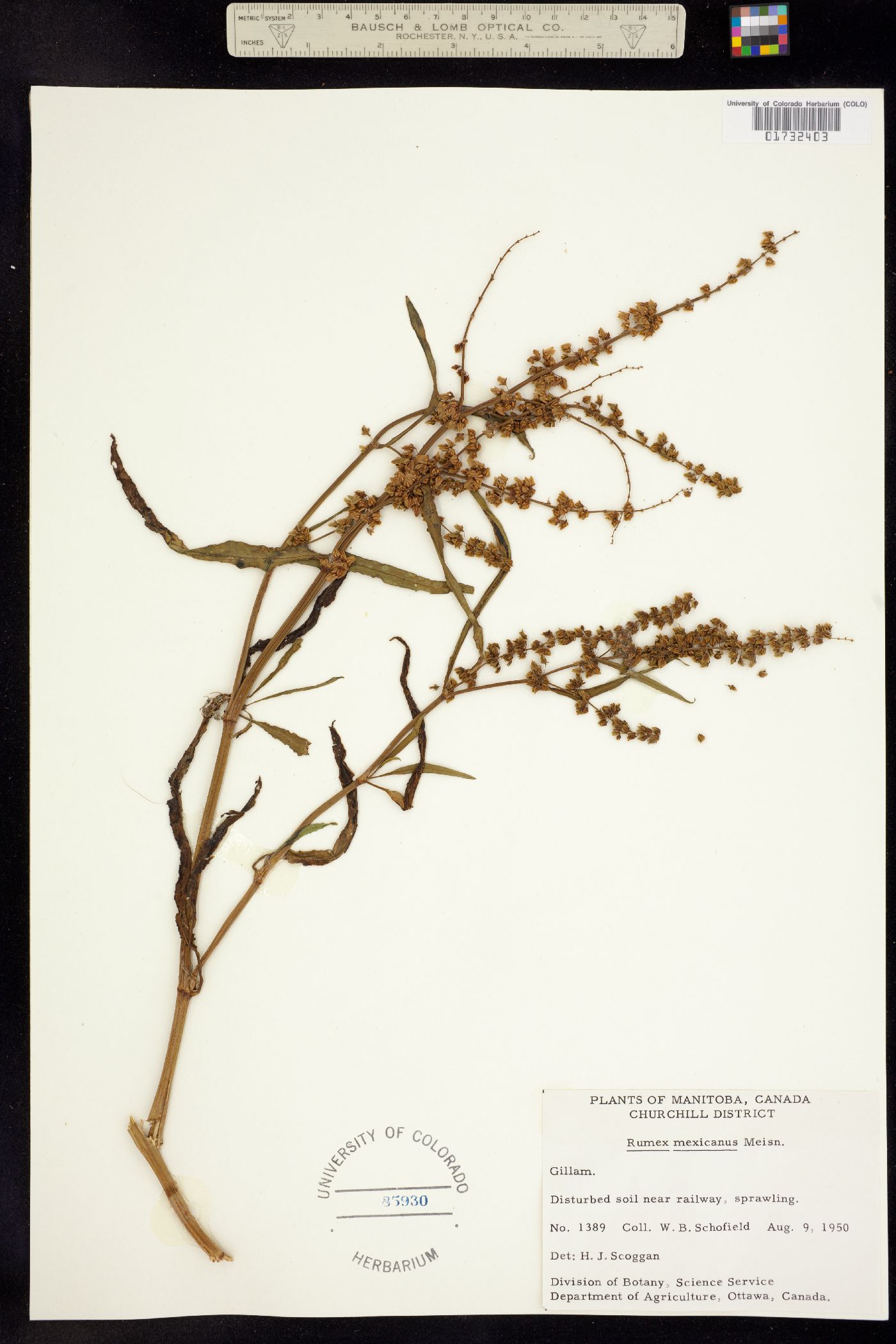 Rumex mexicanus image