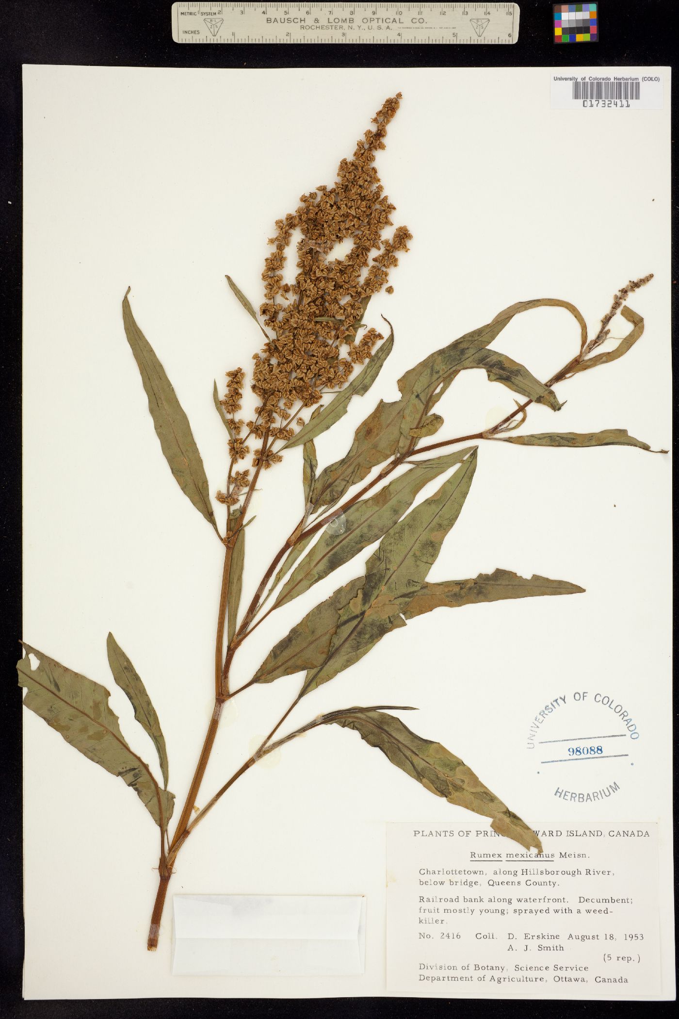 Rumex mexicanus image